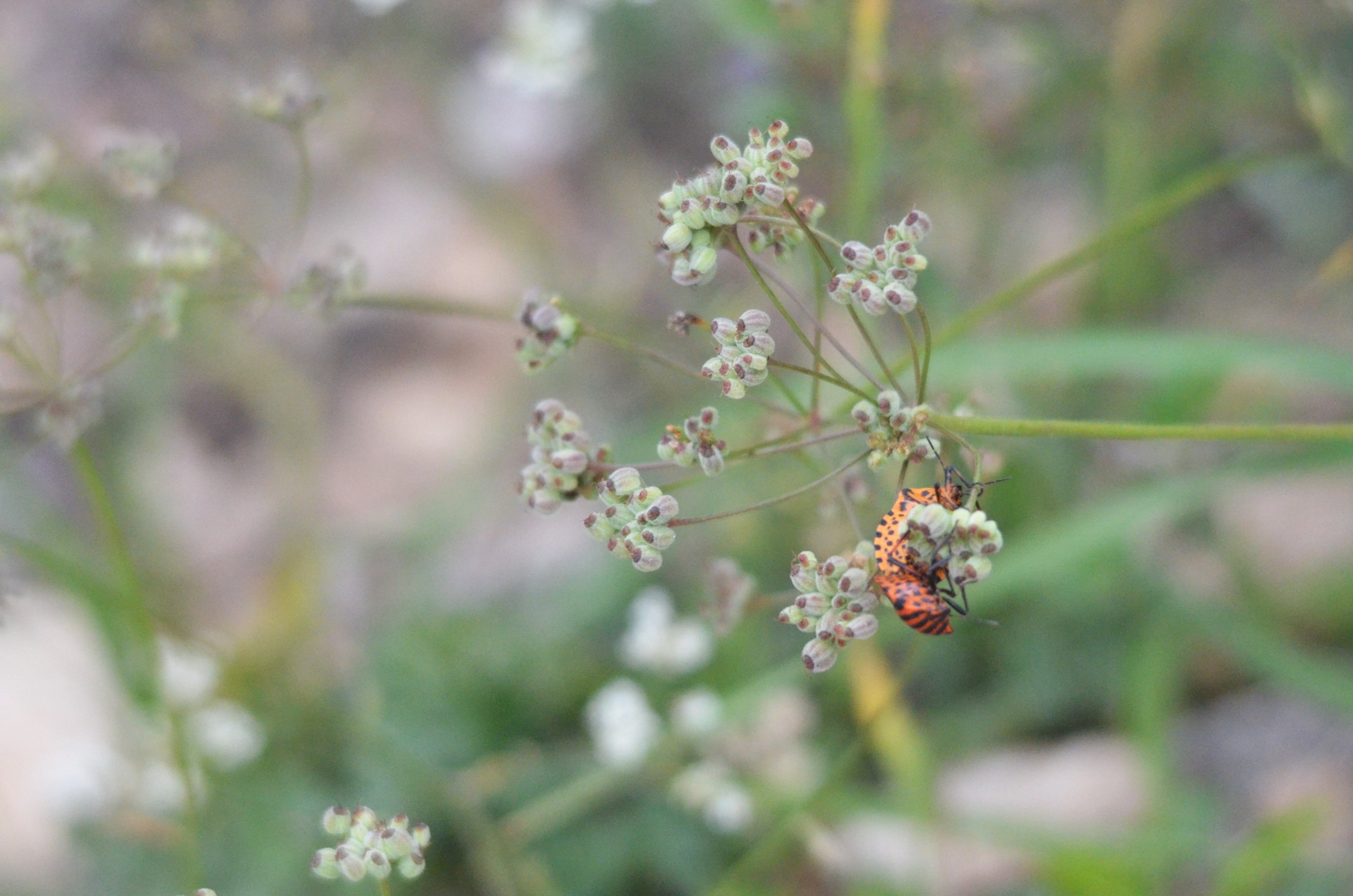 Insect Species ID - Picos de Europa, July 2017
