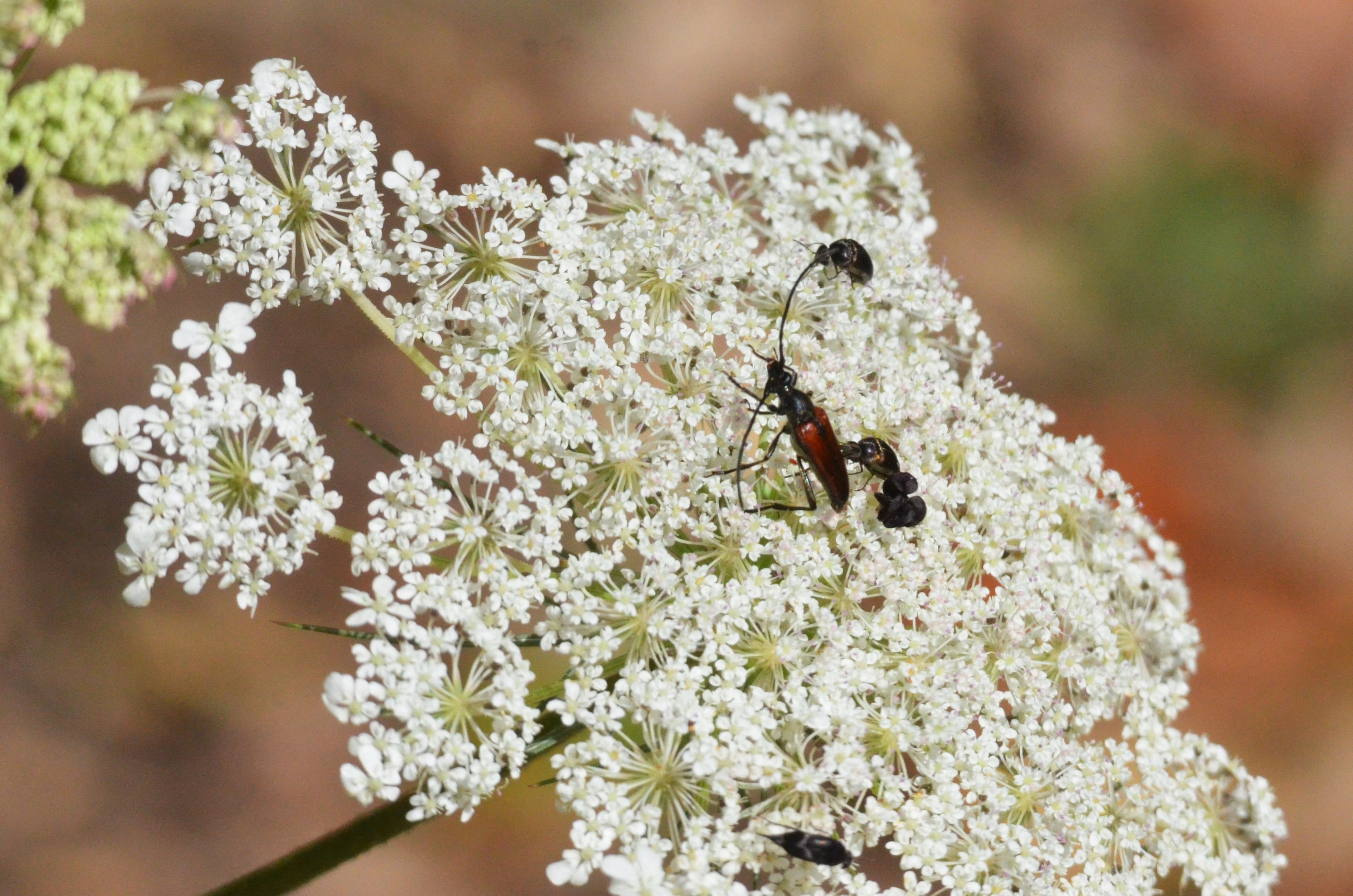 Insect Species ID - Picos de Europa, July 2017