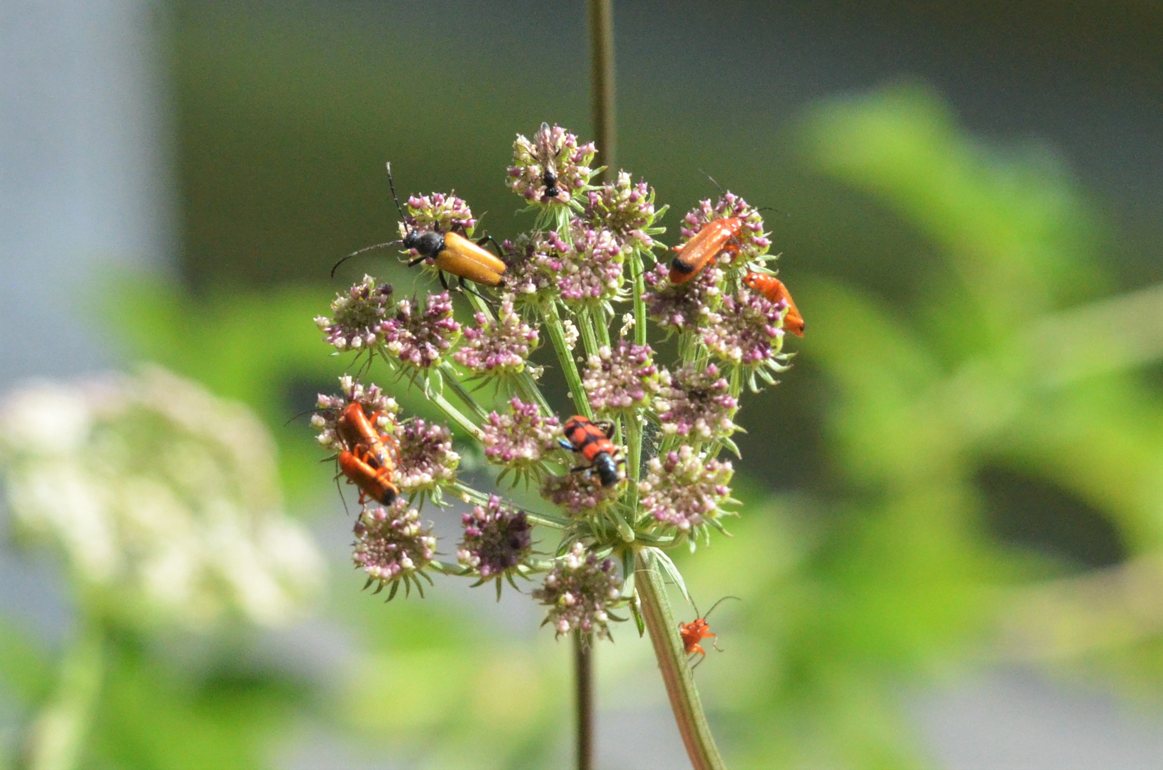 Insect Species ID - Picos de Europa, July 2017