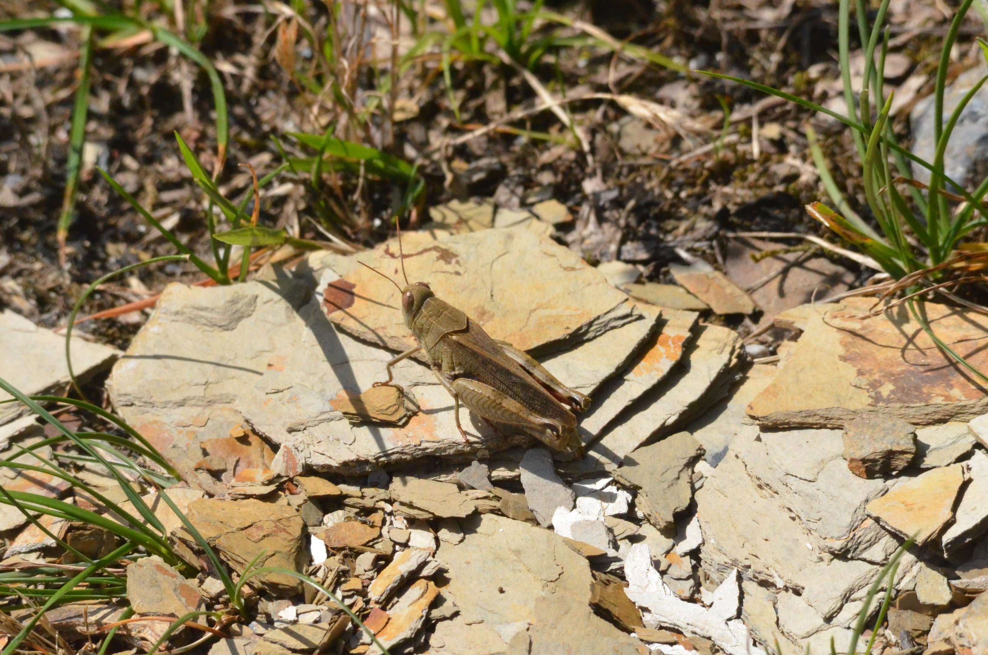 Insect Species ID - Picos de Europa, July 2017