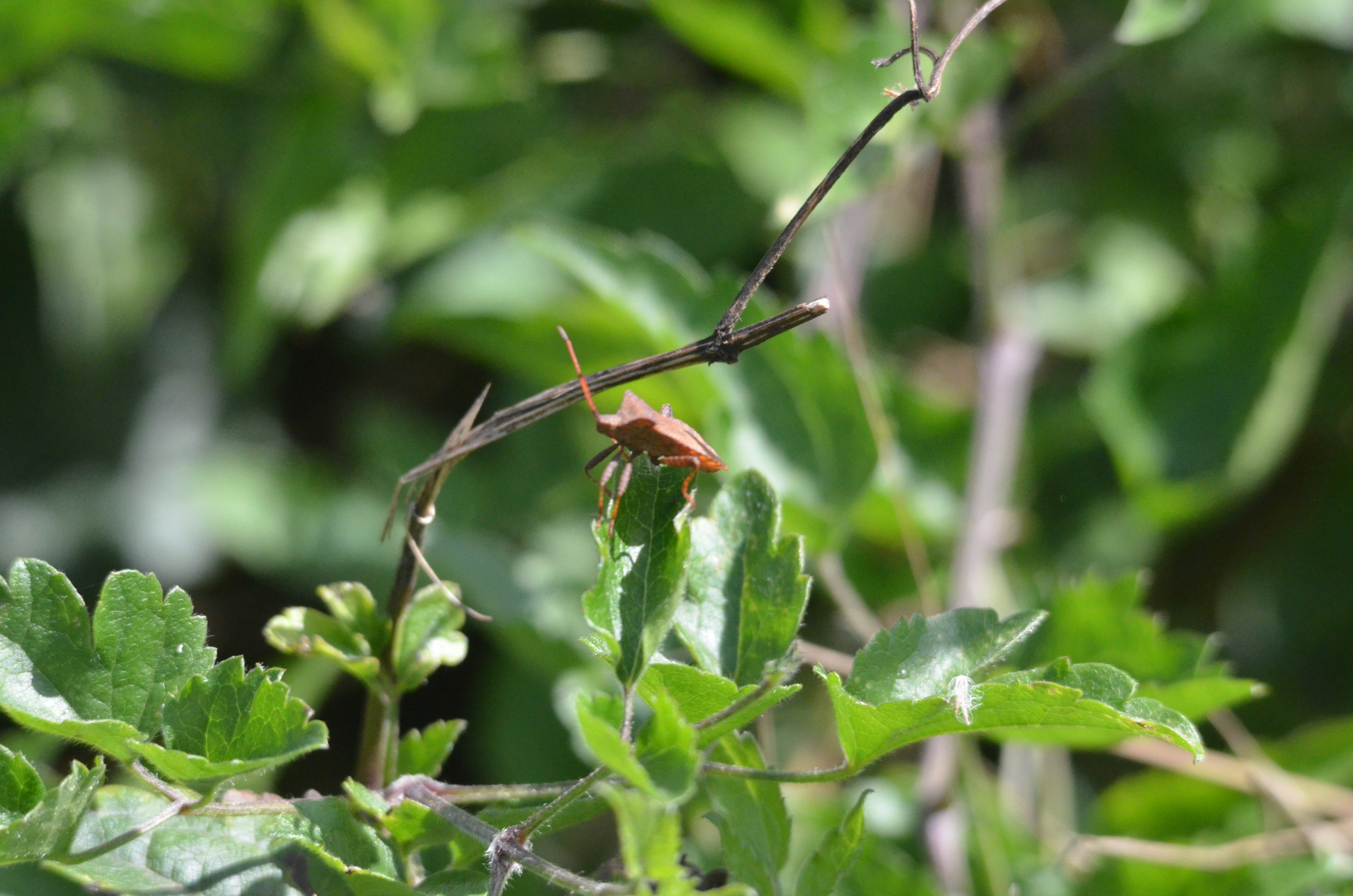 Insect Species ID - Picos de Europa, July 2017