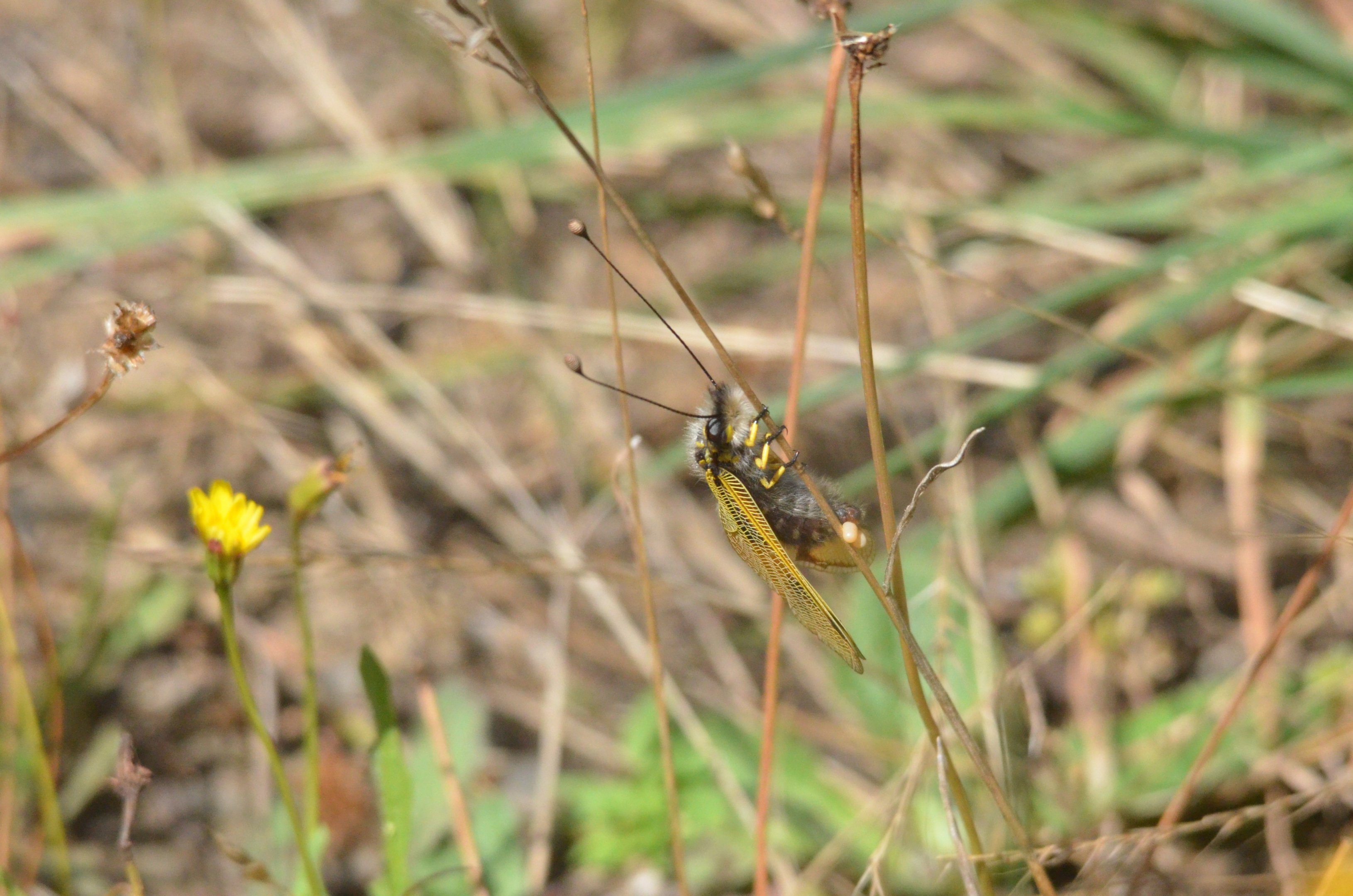 Insect Species ID - Picos de Europa, July 2017