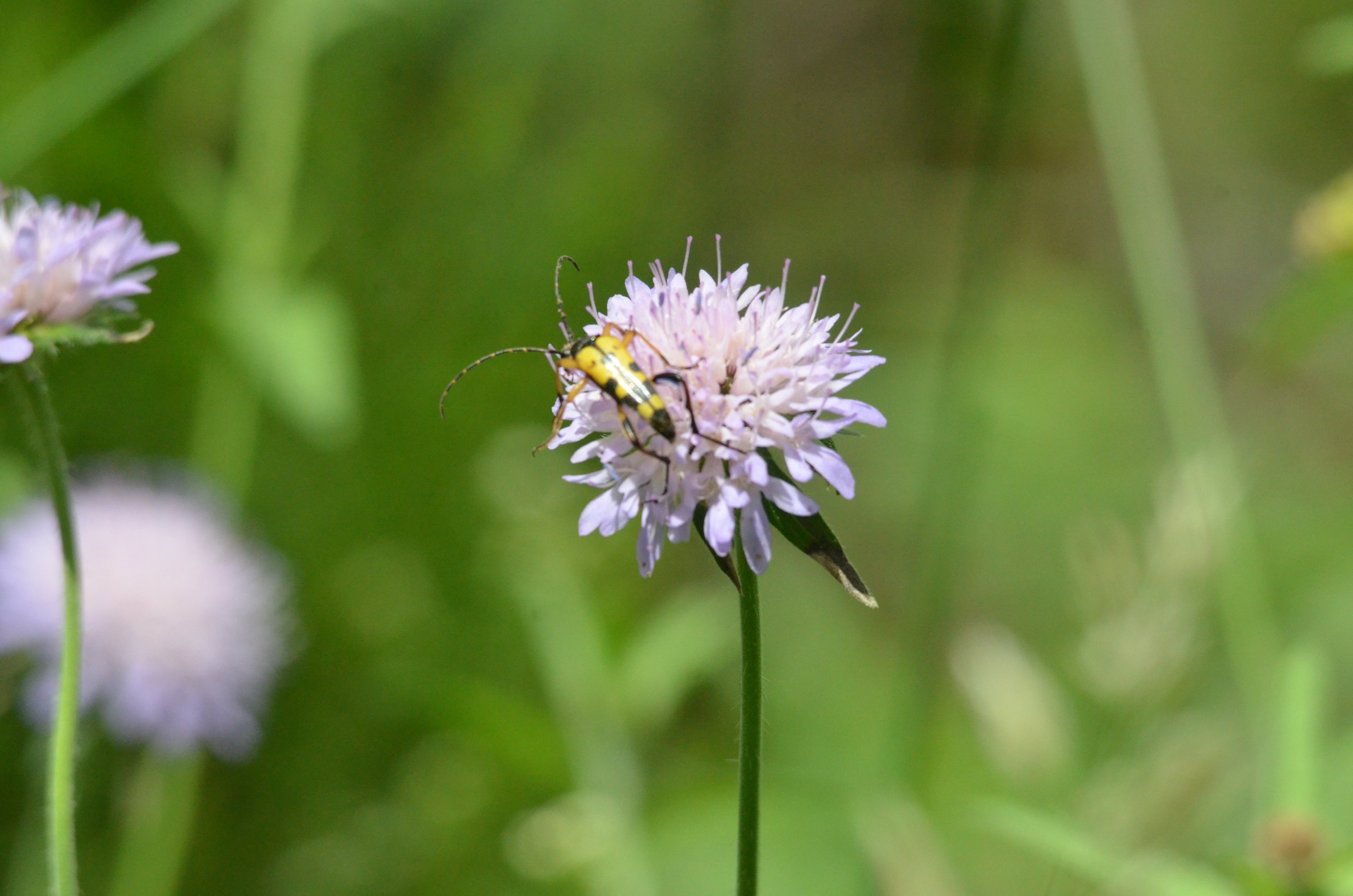 Insect Species ID - Picos de Europa, July 2017