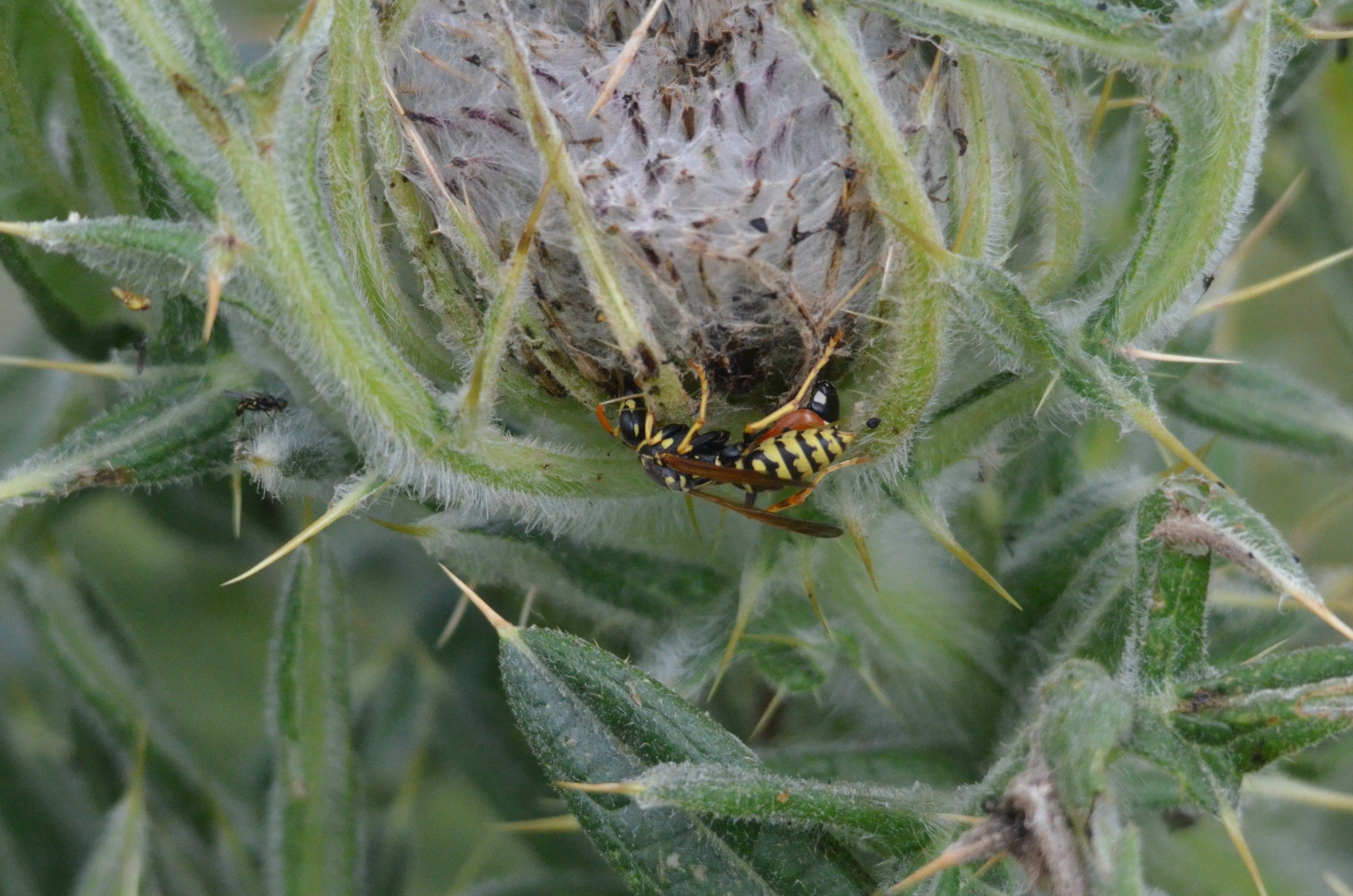 Insect Species ID - Picos de Europa, July 2017