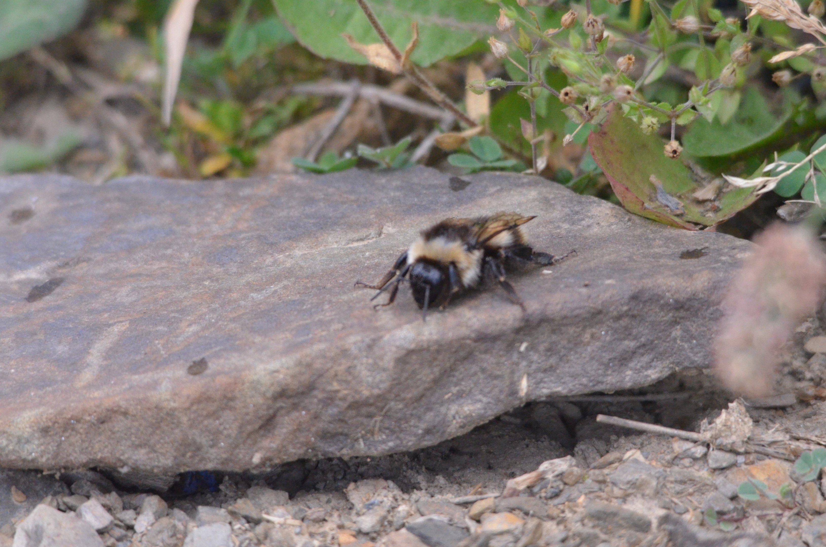 Insect Species ID - Picos de Europa, July 2017