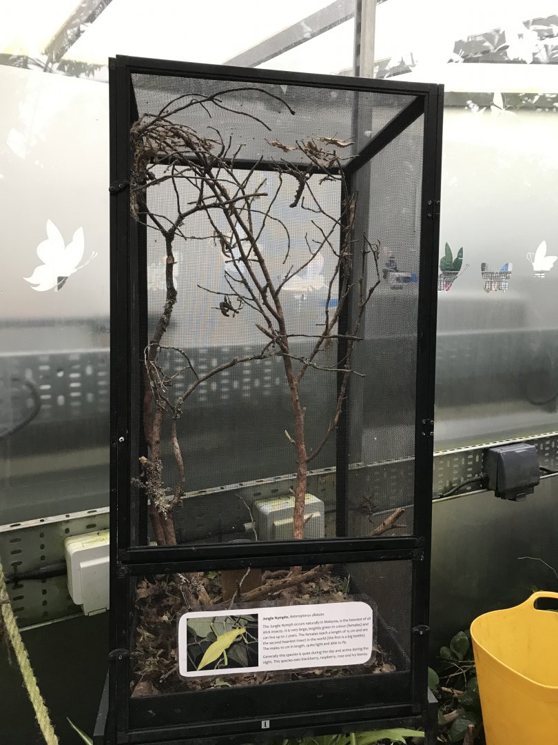 Insect tank @ Landmark forest adventure park