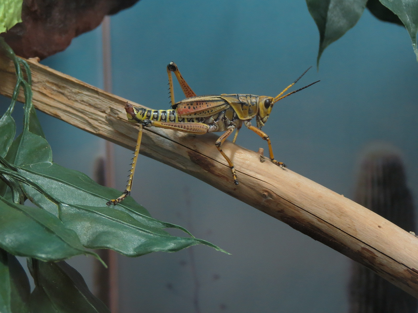 Insect Zoo in Nature Exploration Station