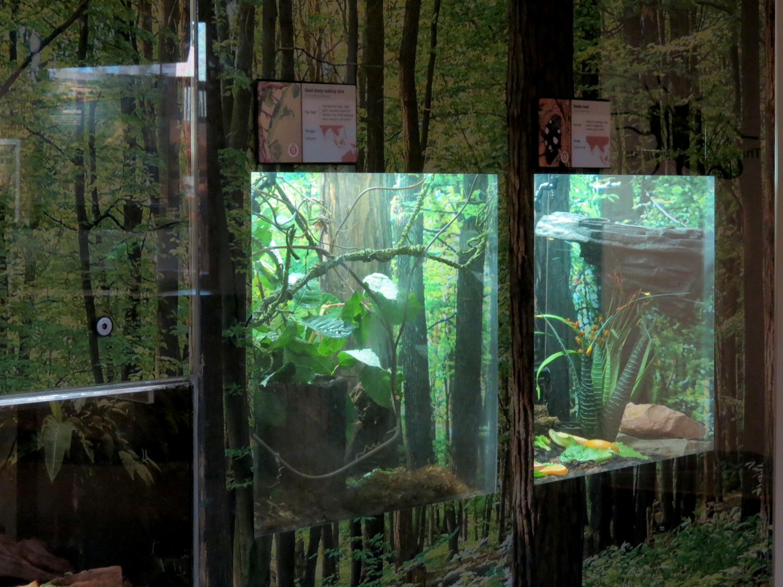 Insect Zoo in Nature Exploration Station