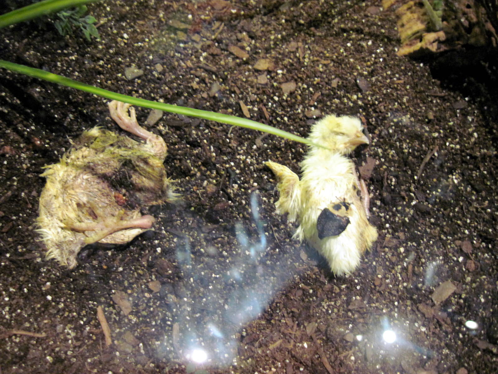 Insectarium-American Carroin Beetle