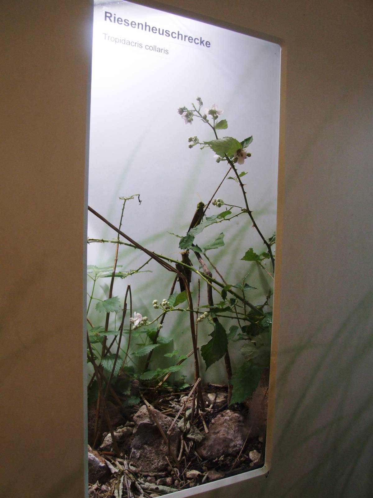 Insectarium at Vienna, 14/06/13