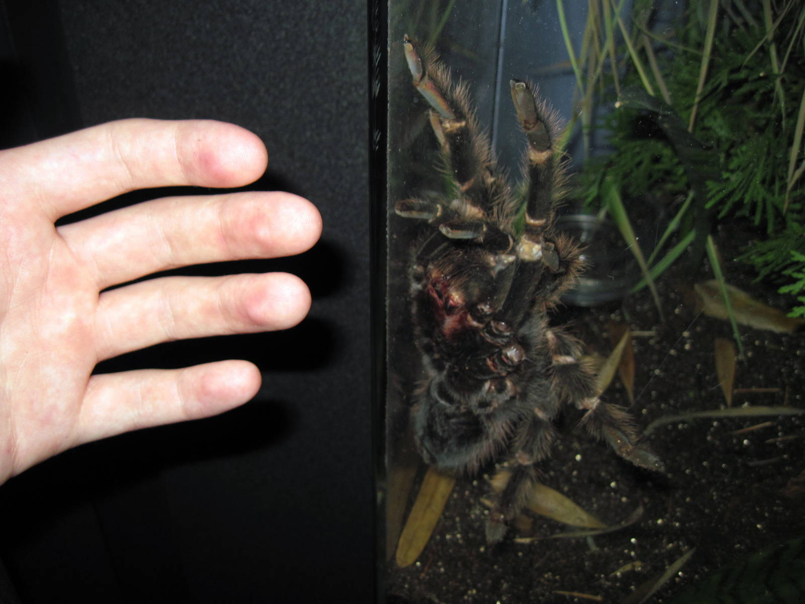 Insectarium-Bird-eating Spider
