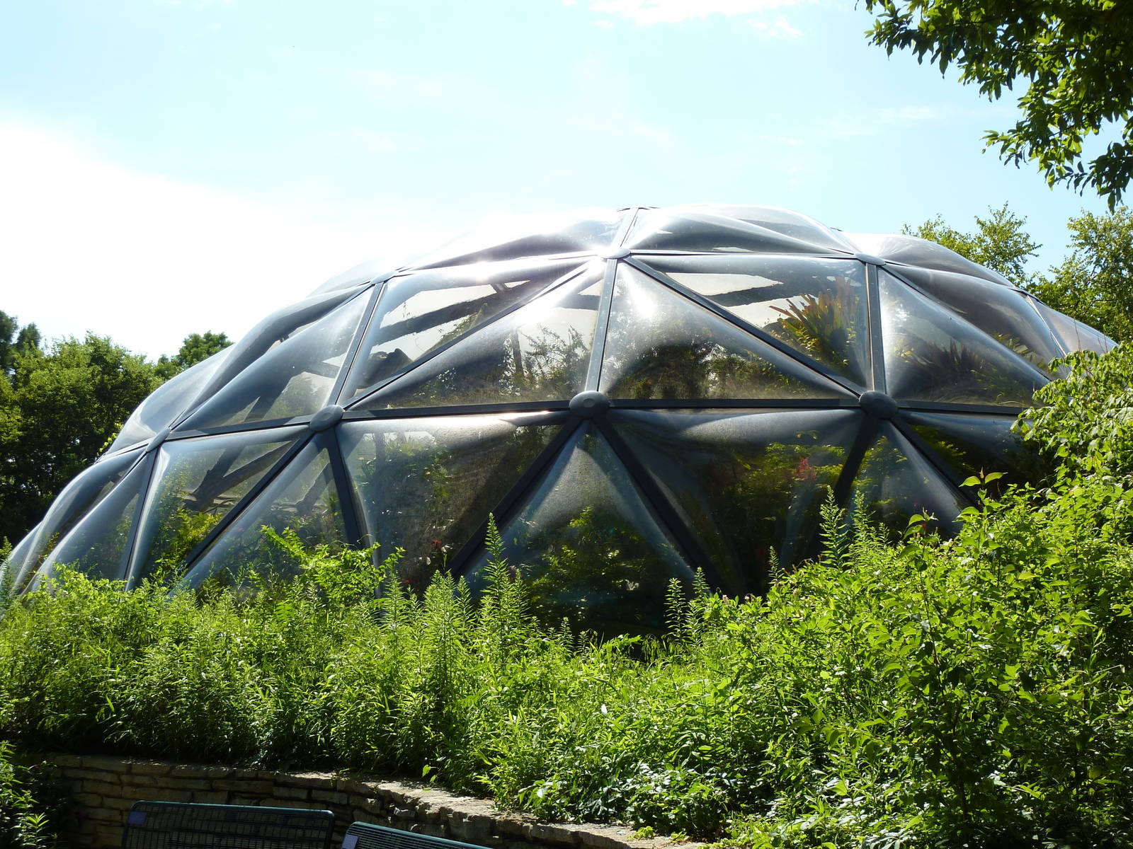 Insectarium - Butterfly Wing