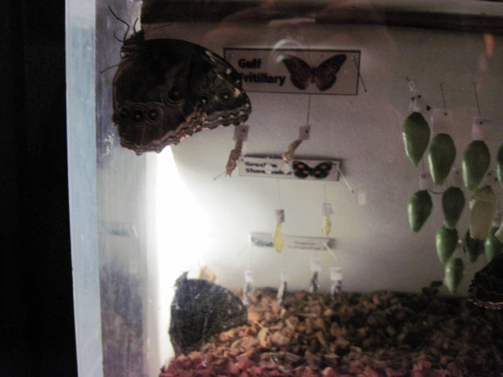 Insectarium-Butterfly