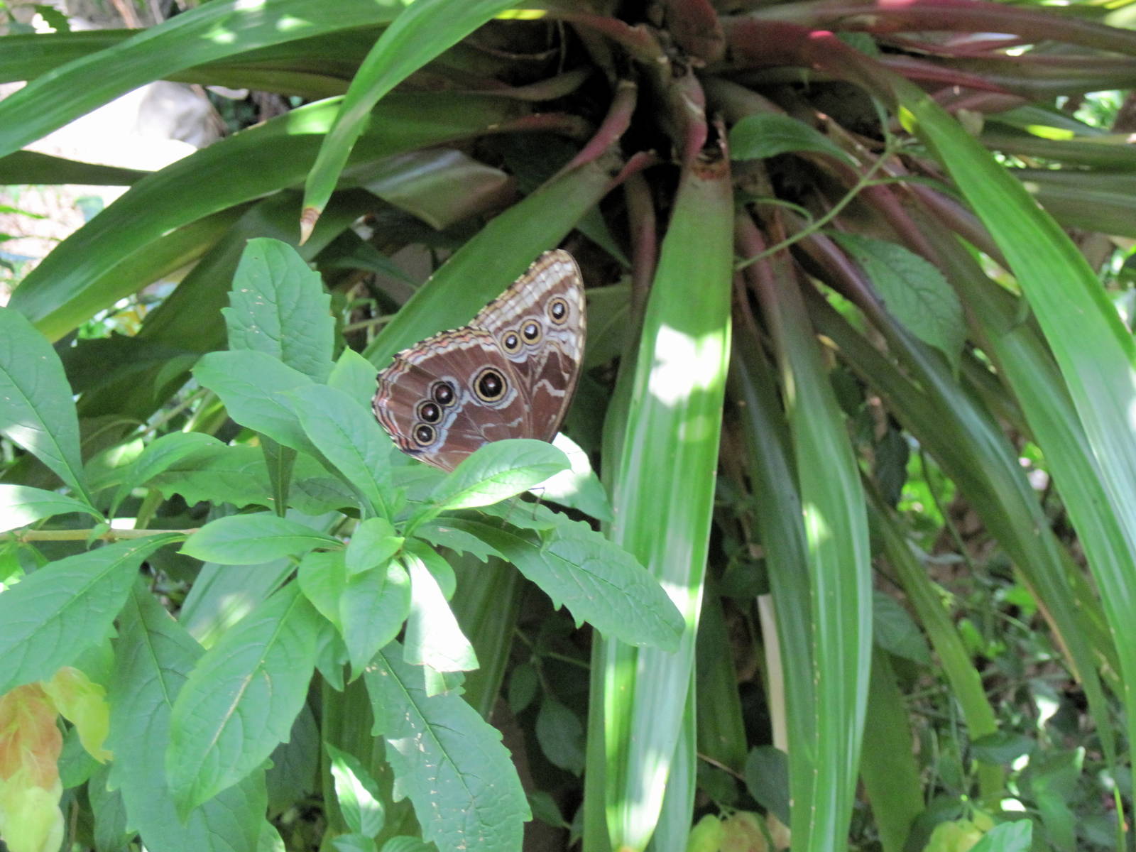 Insectarium-Butterfly