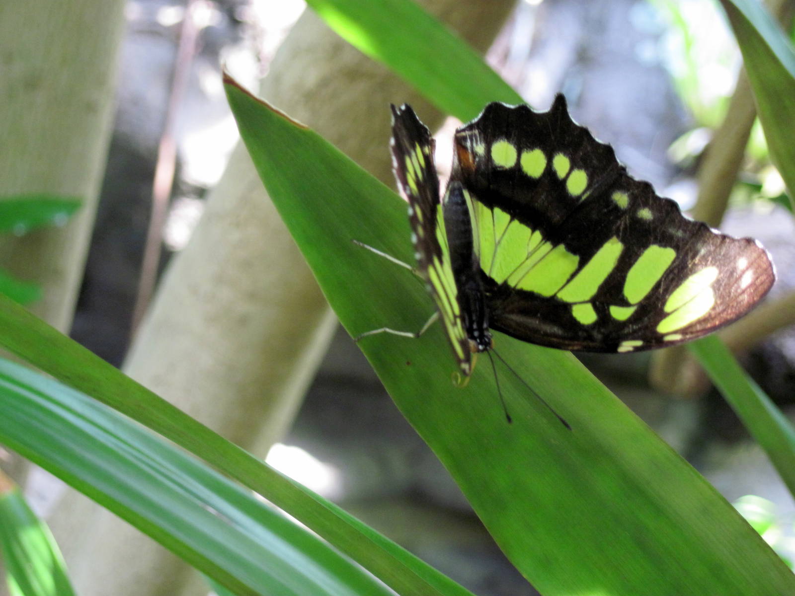 Insectarium-Butterfly
