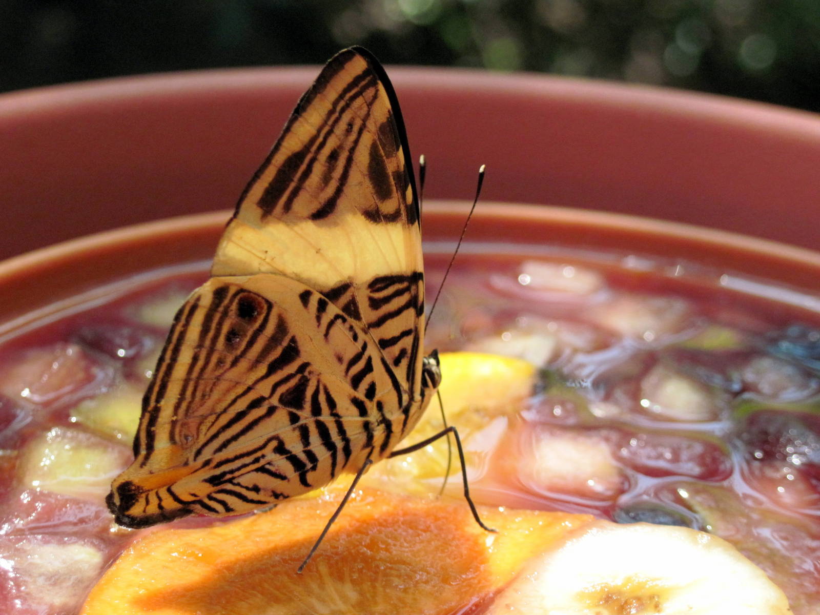 Insectarium-Butterfly