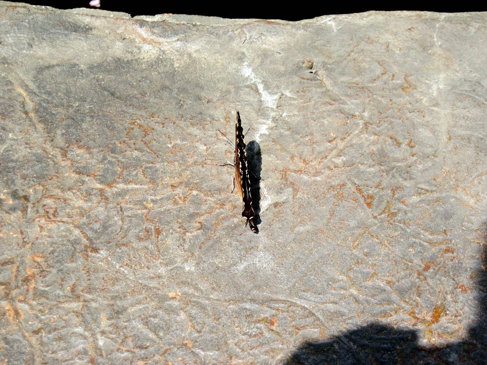 Insectarium-Butterfly