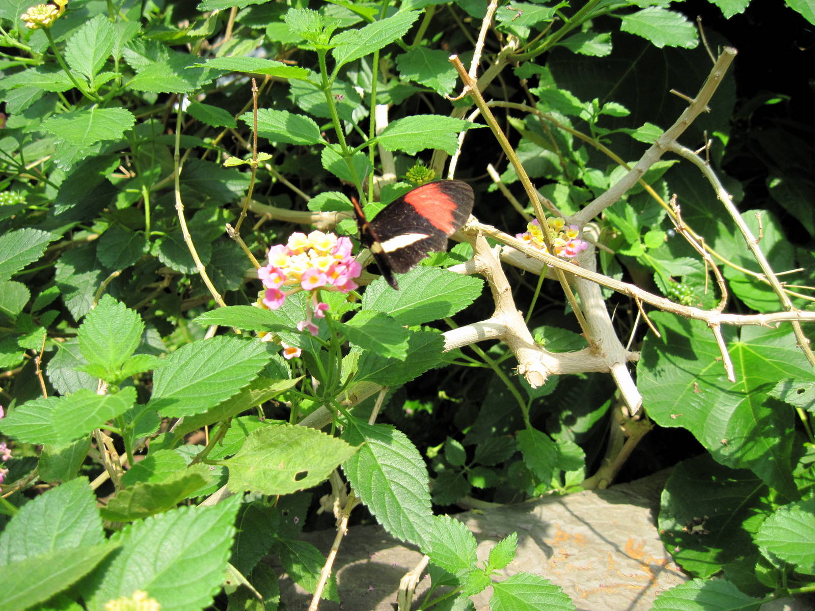 Insectarium-Butterfly