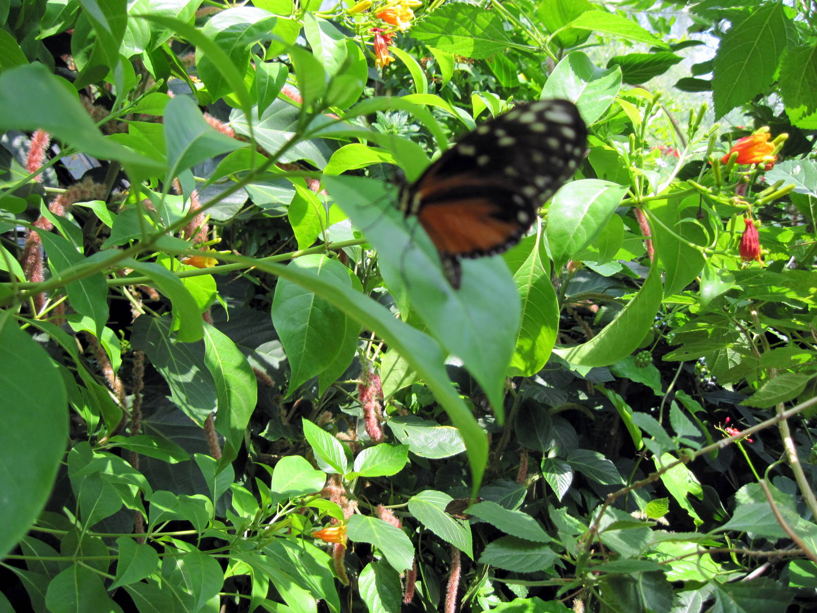 Insectarium-Butterfly