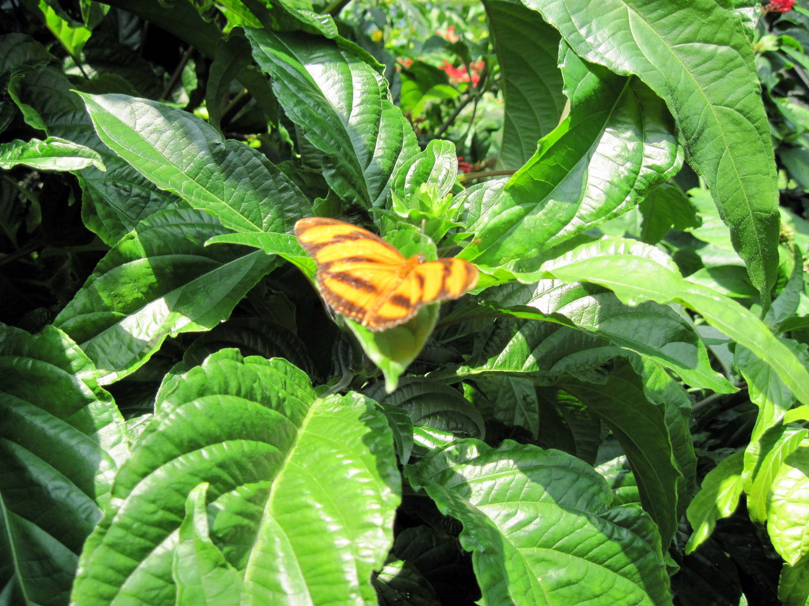 Insectarium-Butterfly