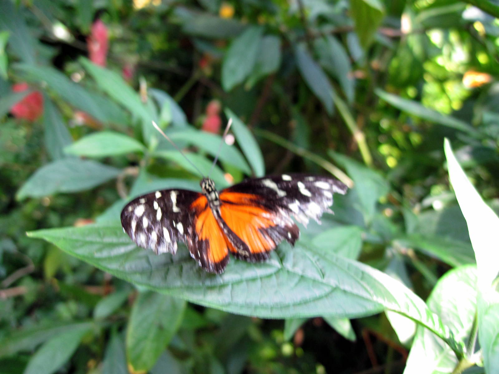 Insectarium-Butterfly