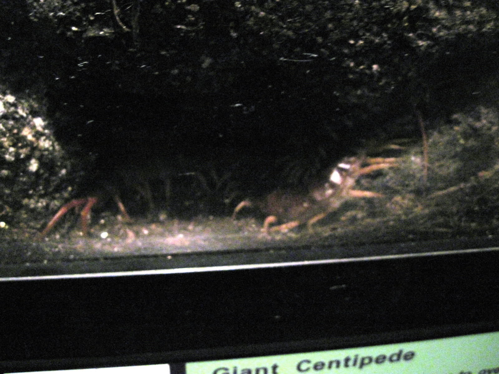 Insectarium-Giant Centipede