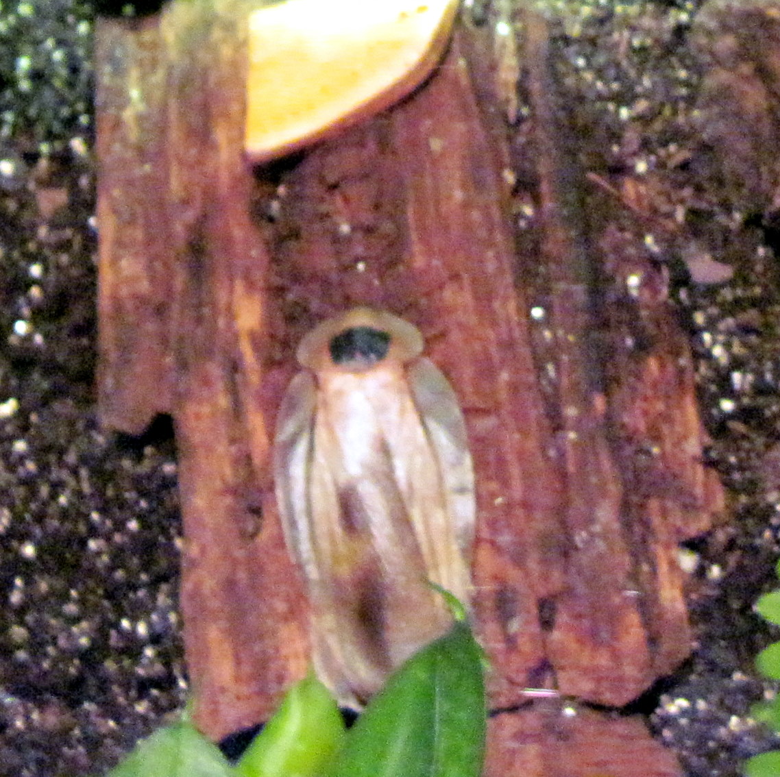 Insectarium-Giant Cockroach