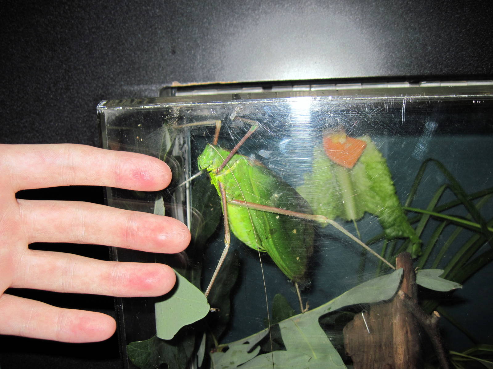 Insectarium-Giant Katydid