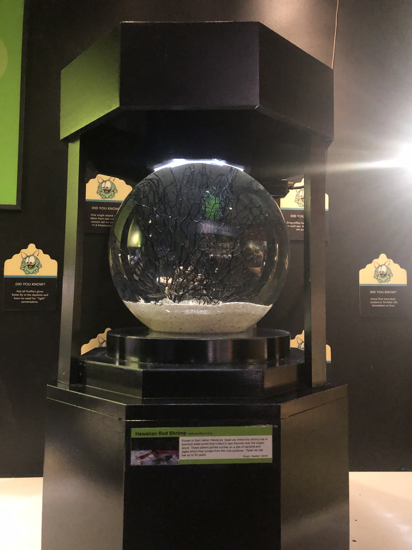 Insectarium: Hawaiian red shrimp (Halocaridina rubra) exhibit