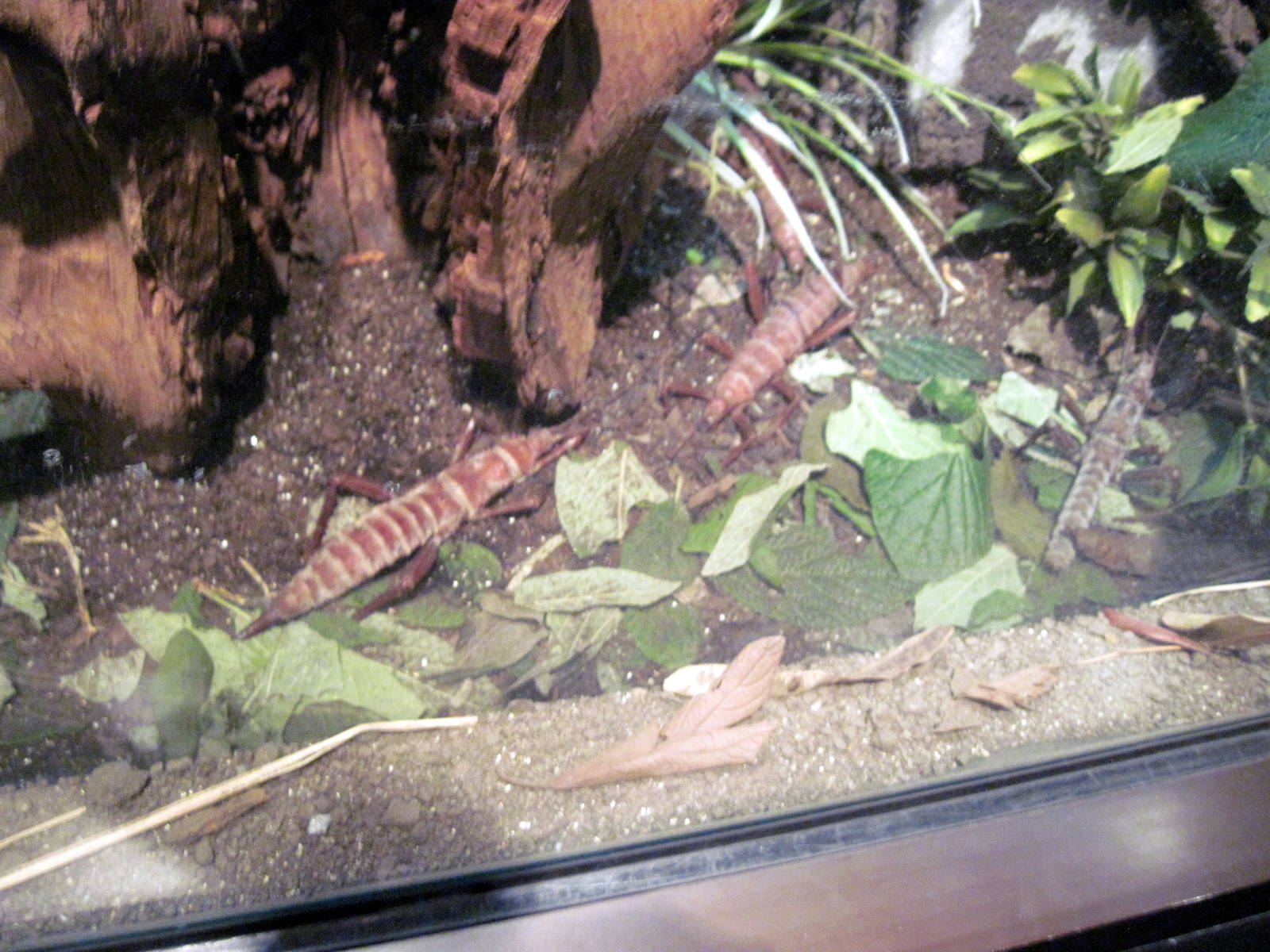Insectarium-Lord Howe Island Stick Insect