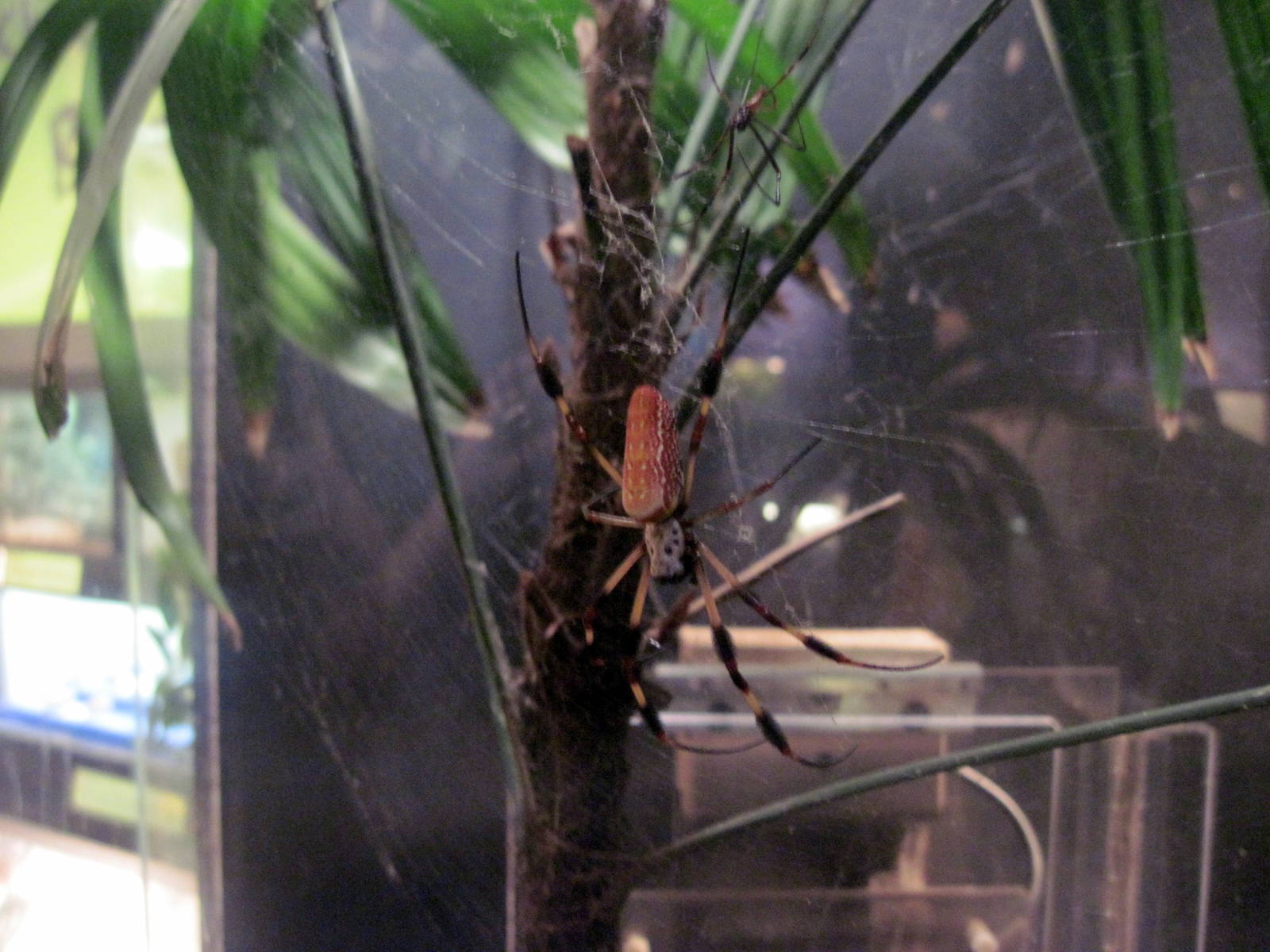 Insectarium-Orb Weaver Spider