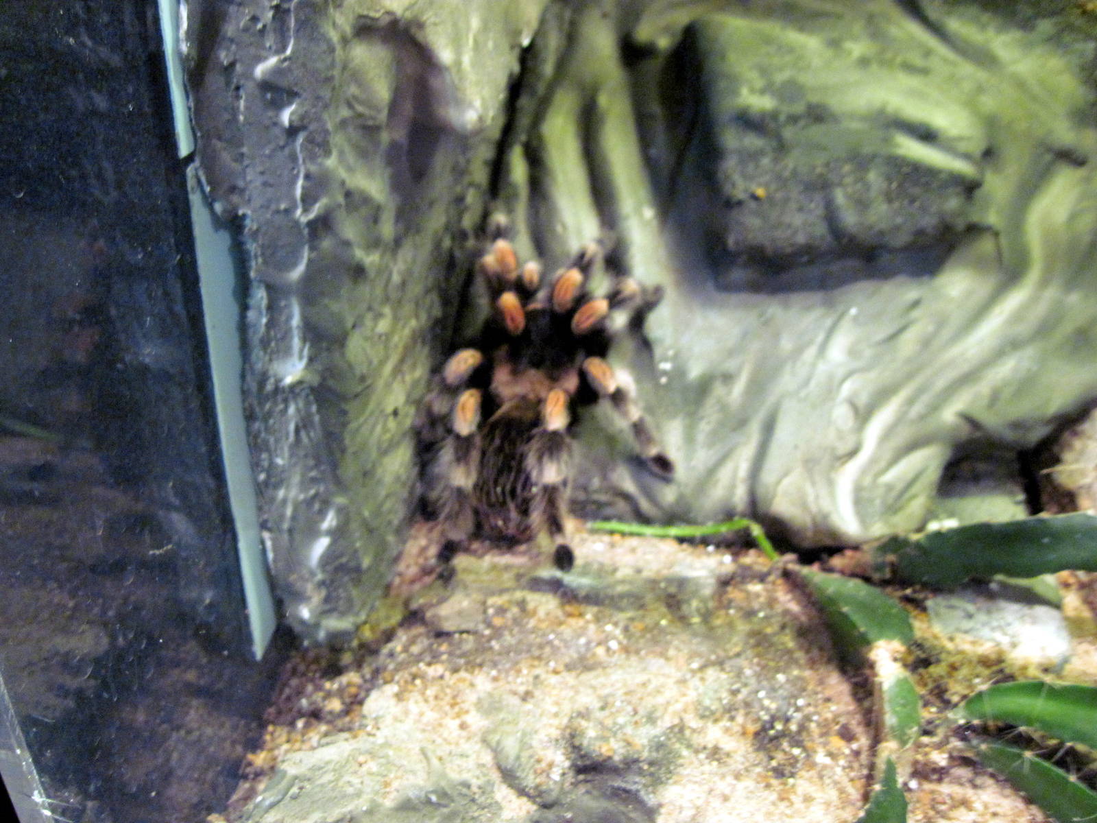 Insectarium-Red-knee Tarantula