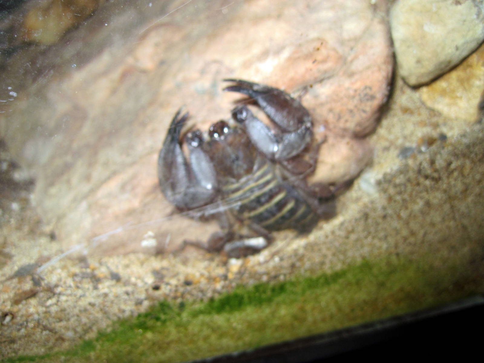 Insectarium-Scorpion