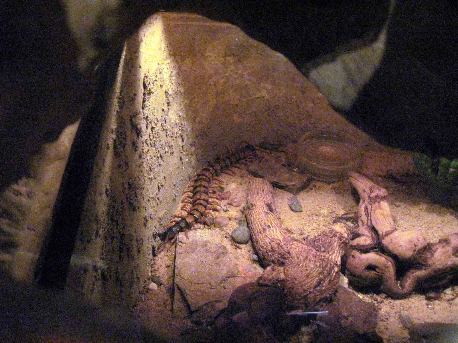 Insectarium-Sonoran Centipede