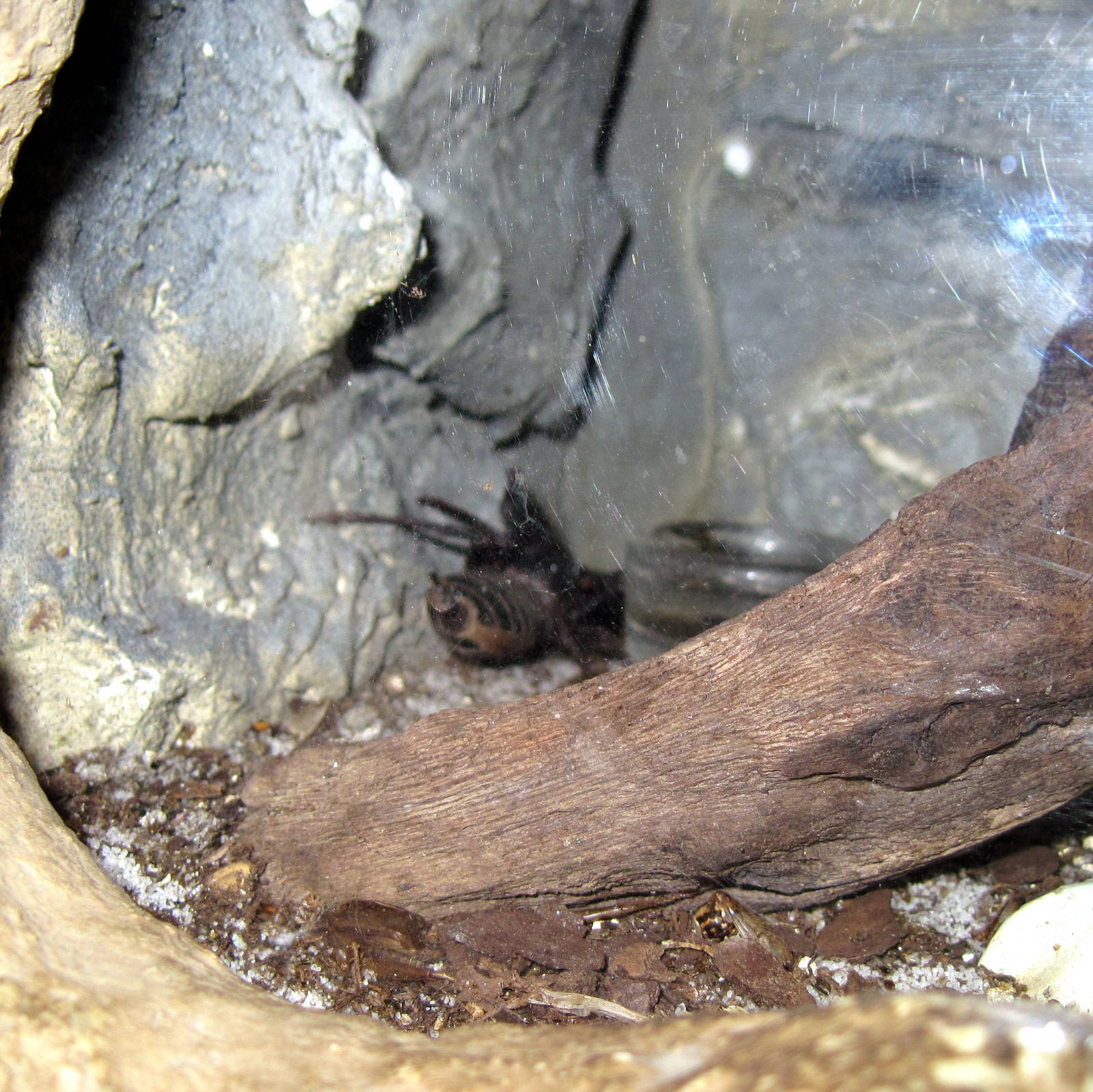 Insectarium-Whip Scorpion