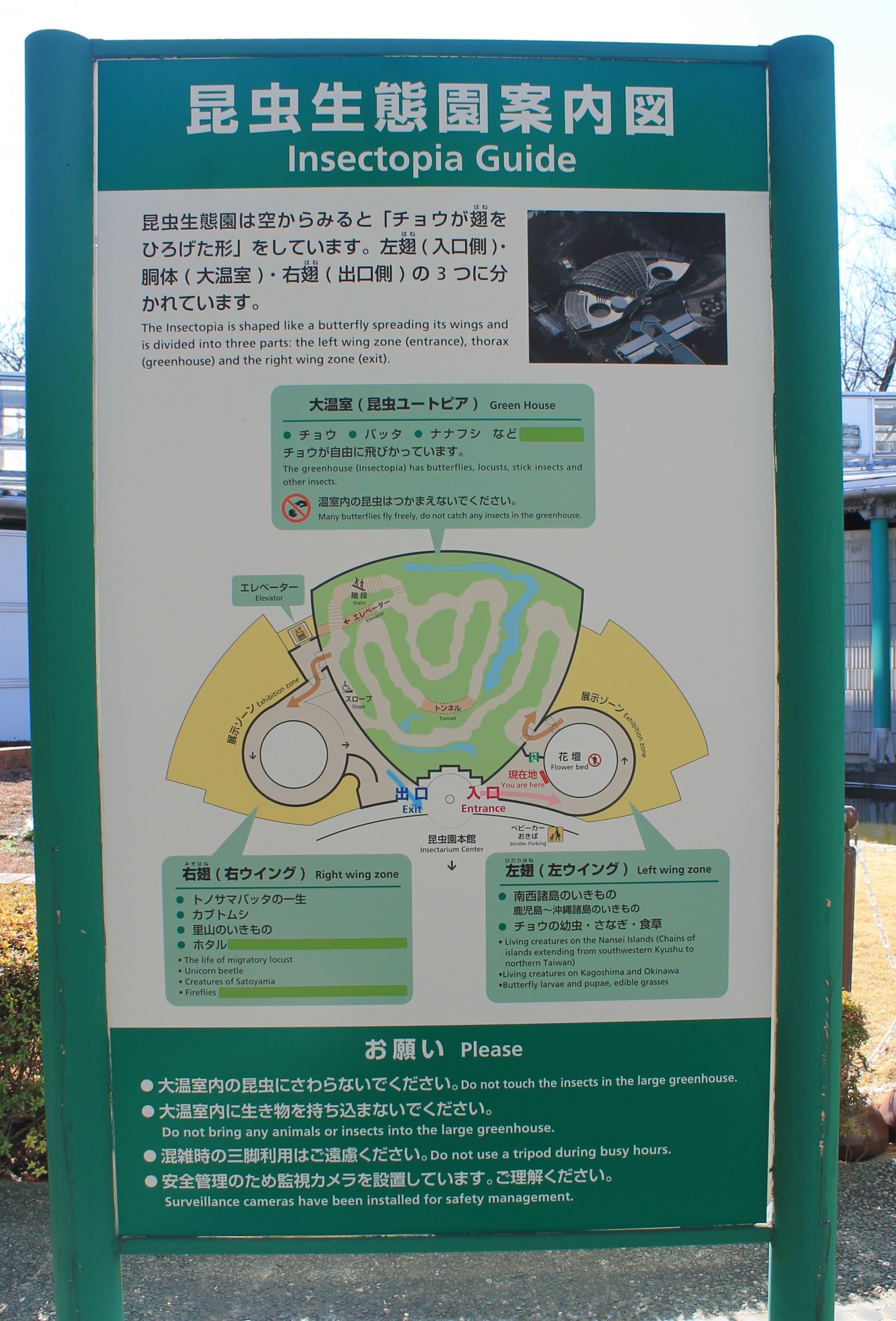 Insectopia map-board