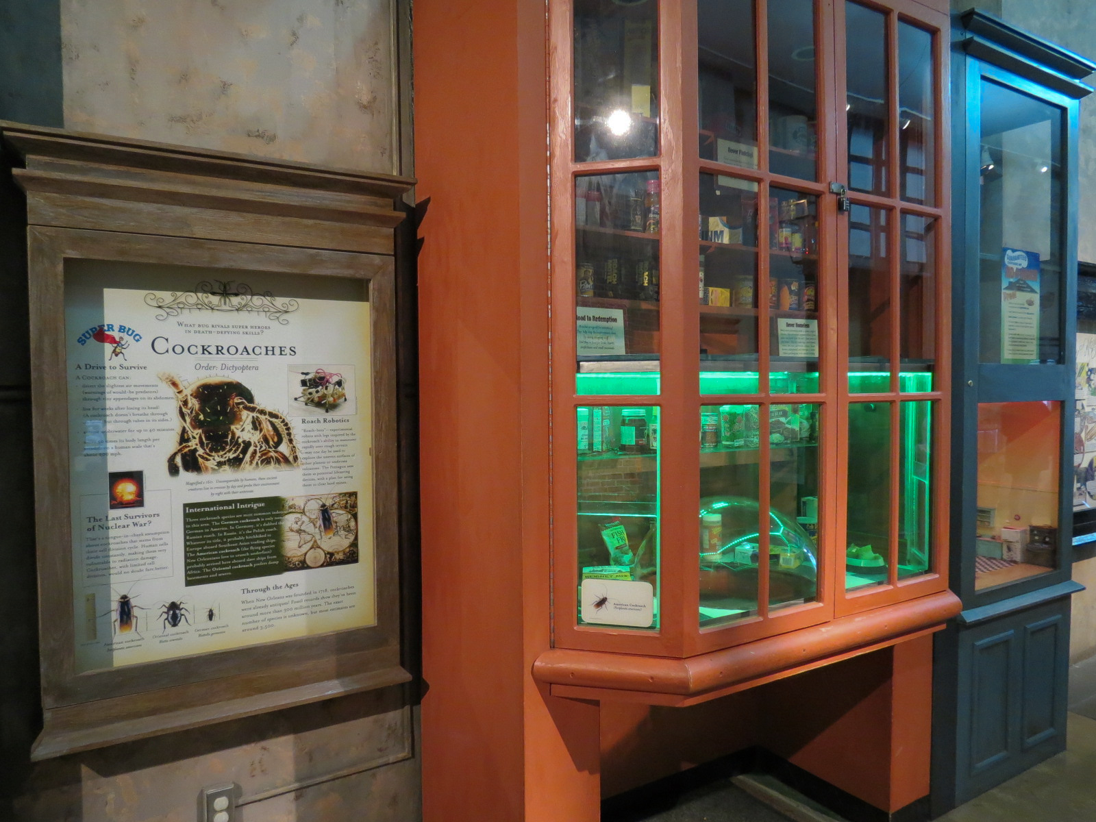 Insects of New Orleans - American Cockroach Exhibit with Popup Window