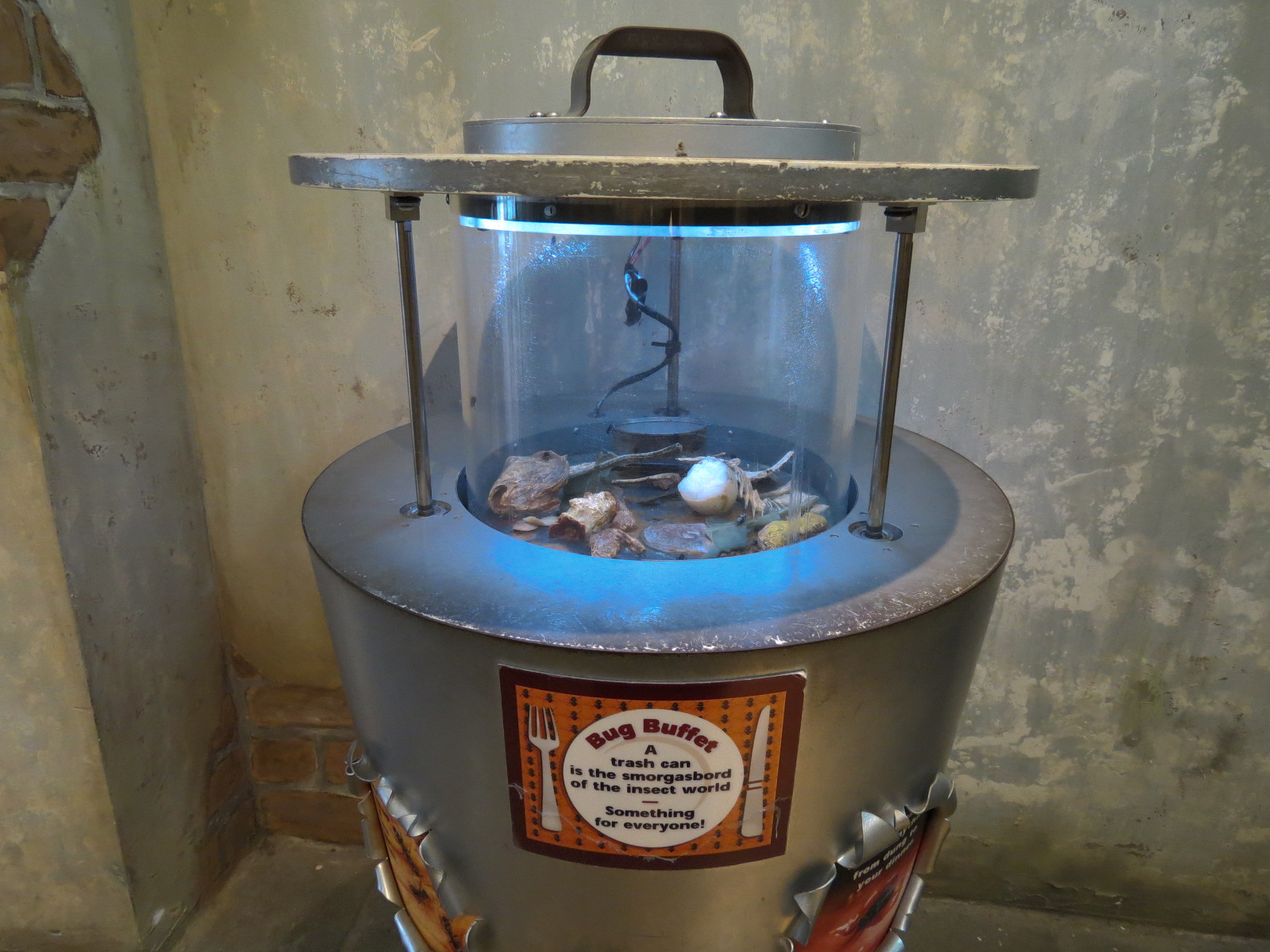 Insects of New Orleans - Blow Fly Exhibit