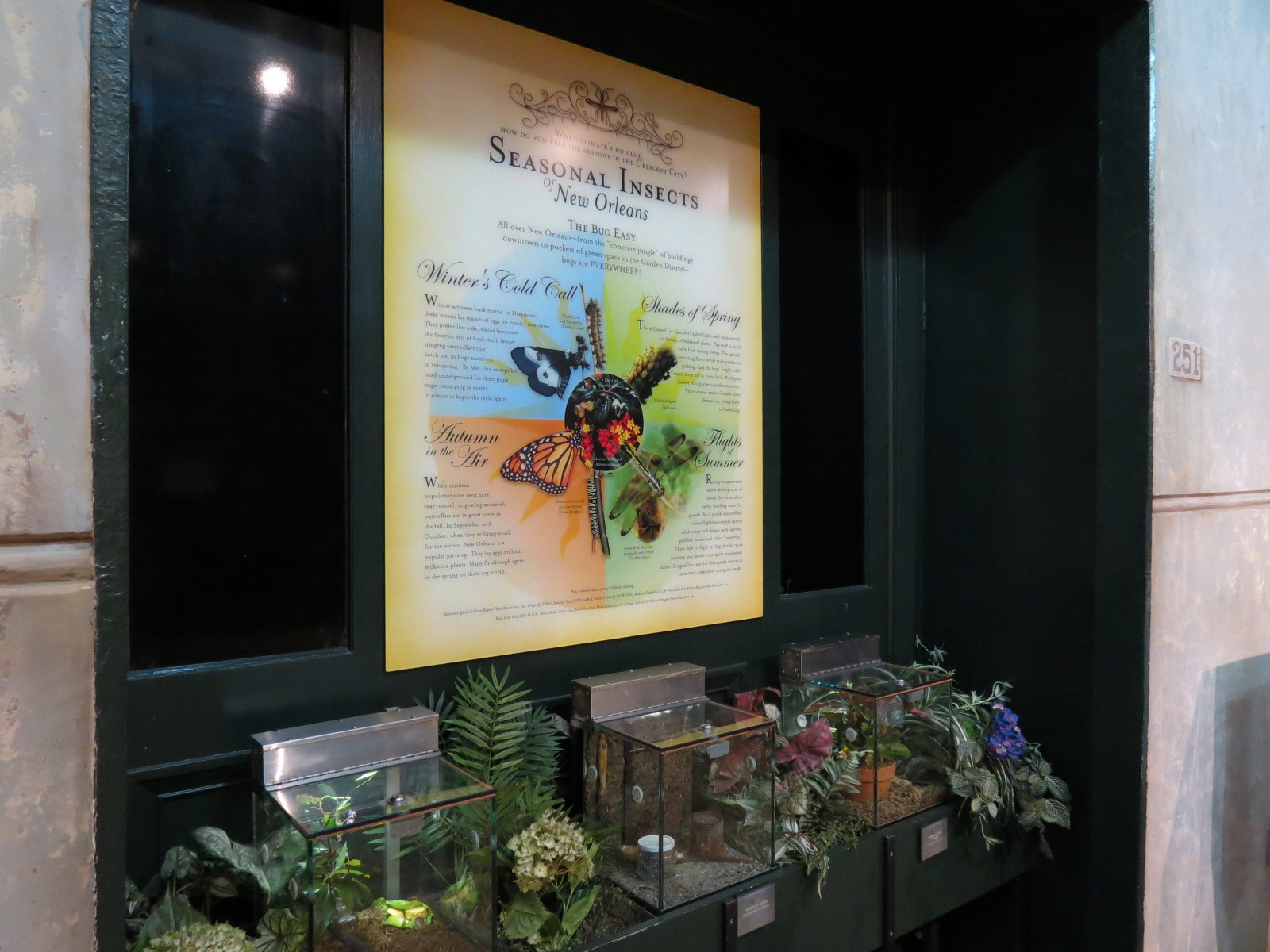 Insects of New Orleans - Seasonal Insects Exhibits