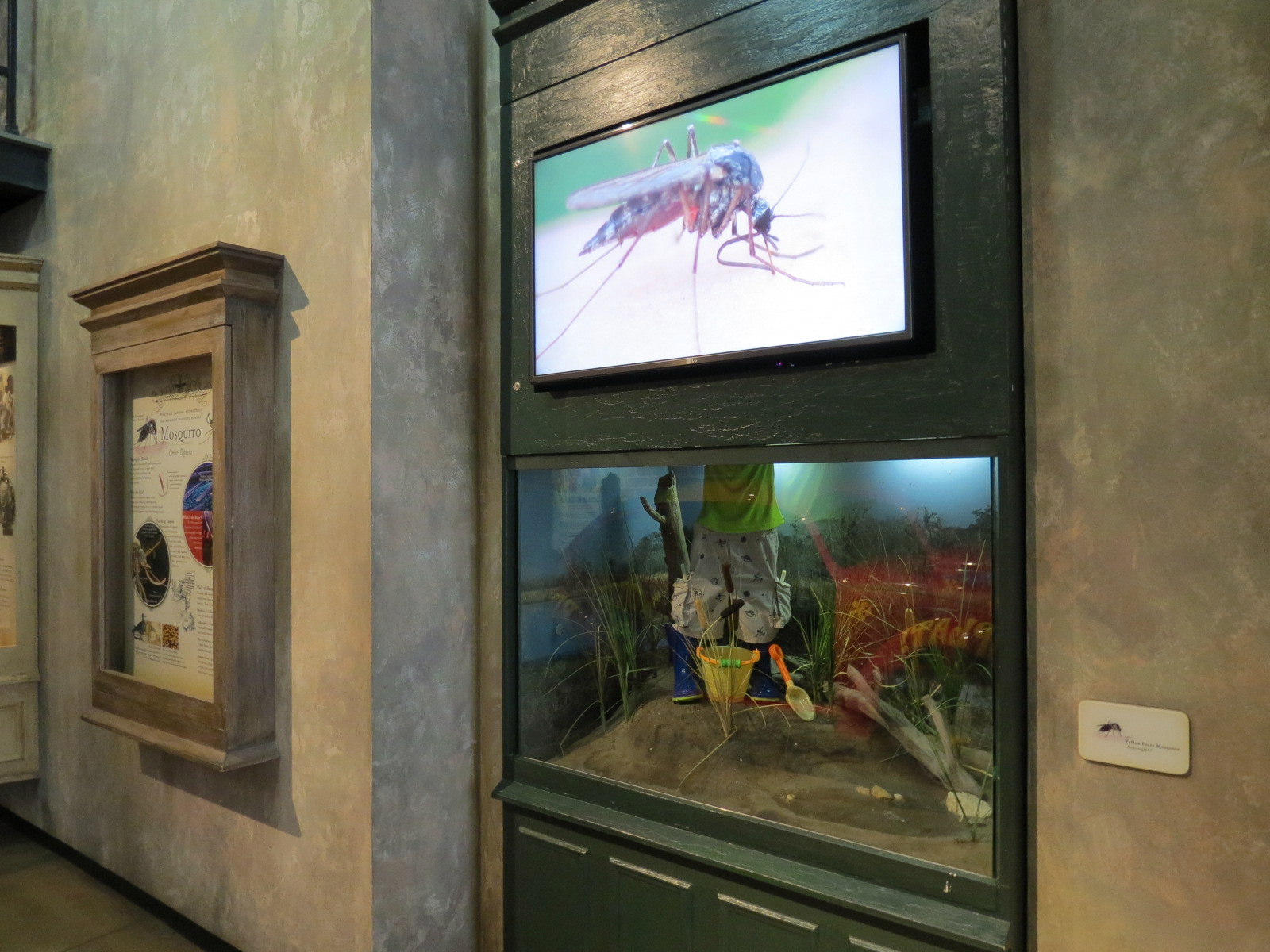 Insects of New Orleans - Yellow Fever Mosquito Exhibit