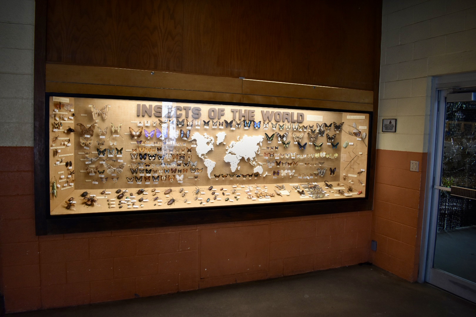 Insects of the World Display - Desert Zone - Small Animal Building