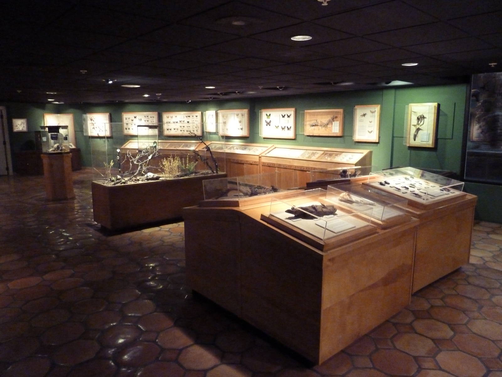 Insects of the World