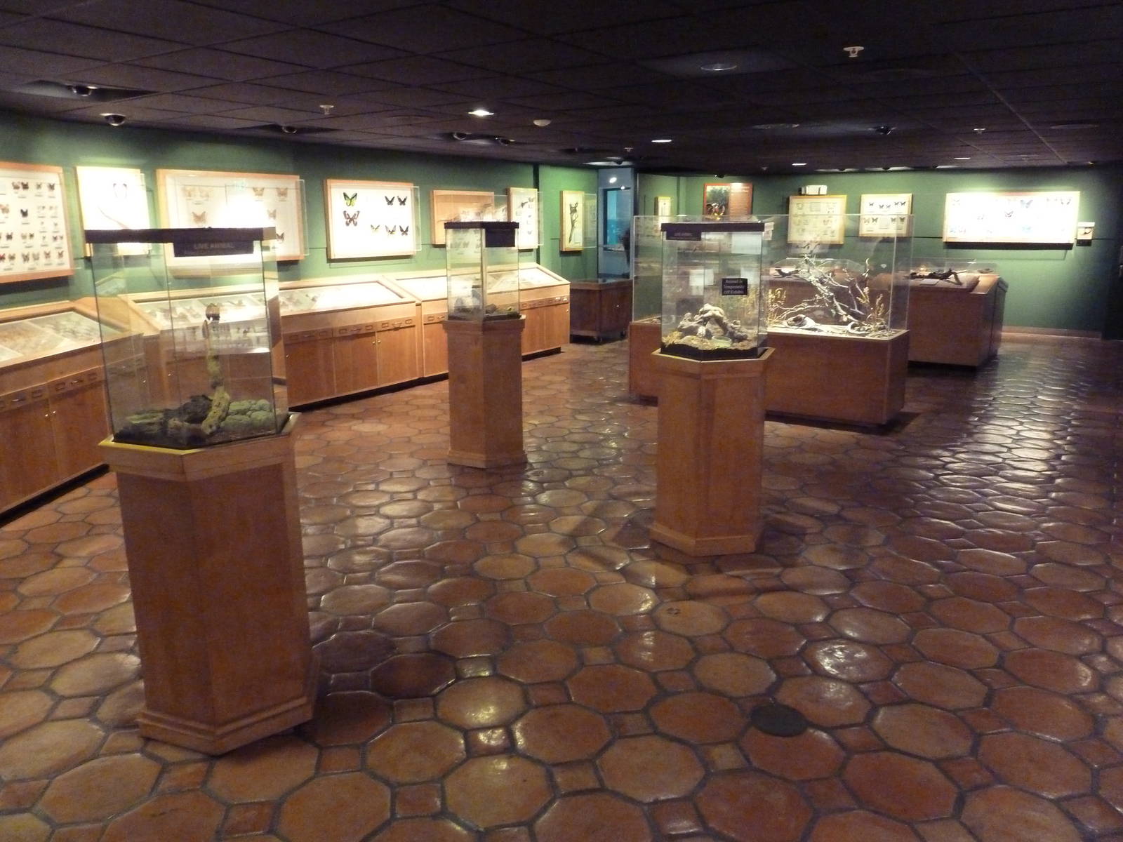 Insects of the World