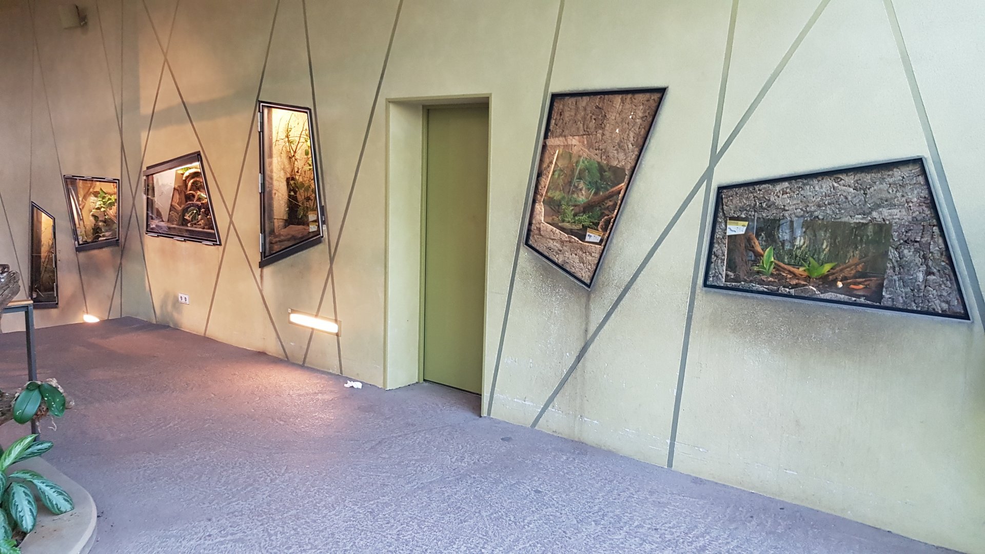 Insects vivariums in Prof. Brandes house