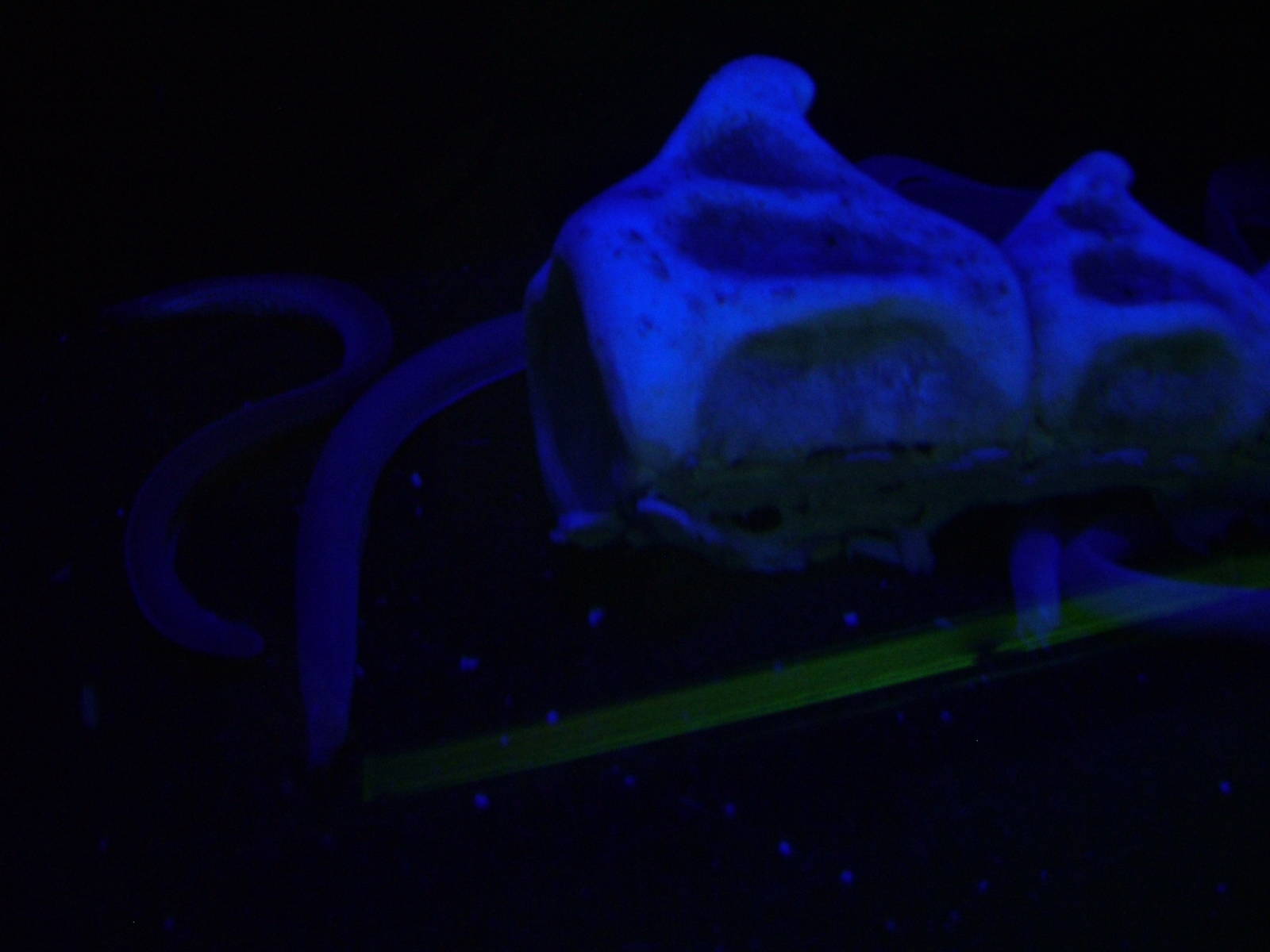 Inshore Hagfish at The Deep, 08/12/07