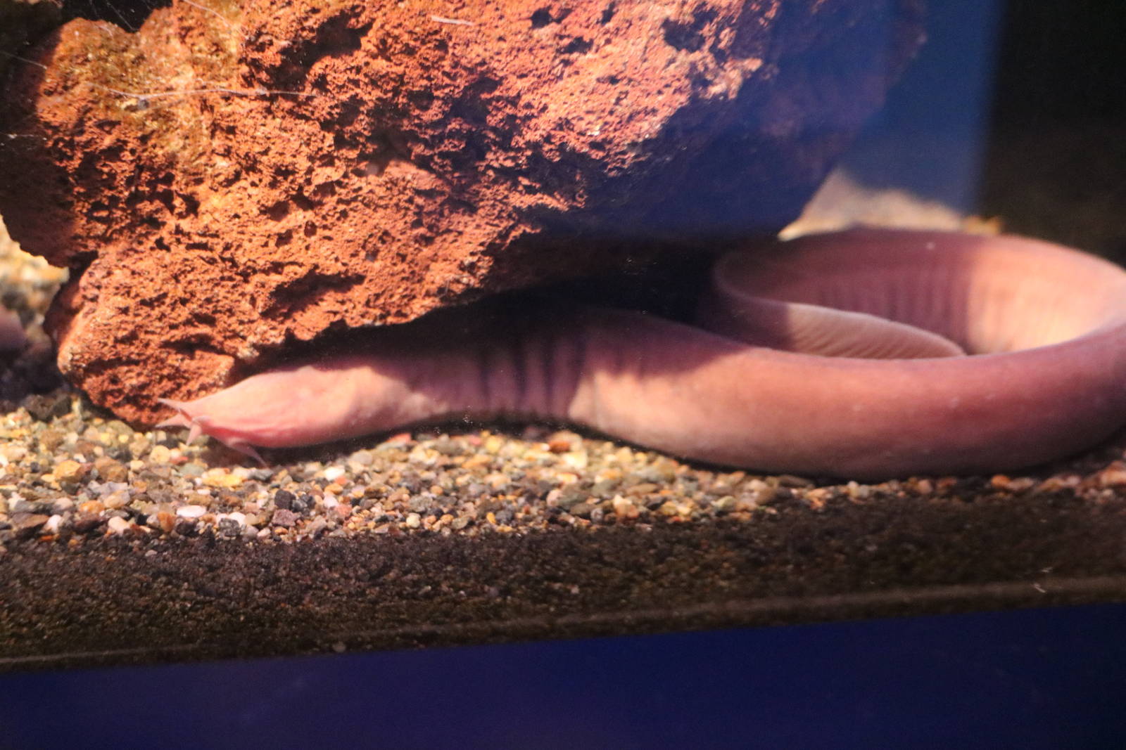 Inshore hagfish, February 2016