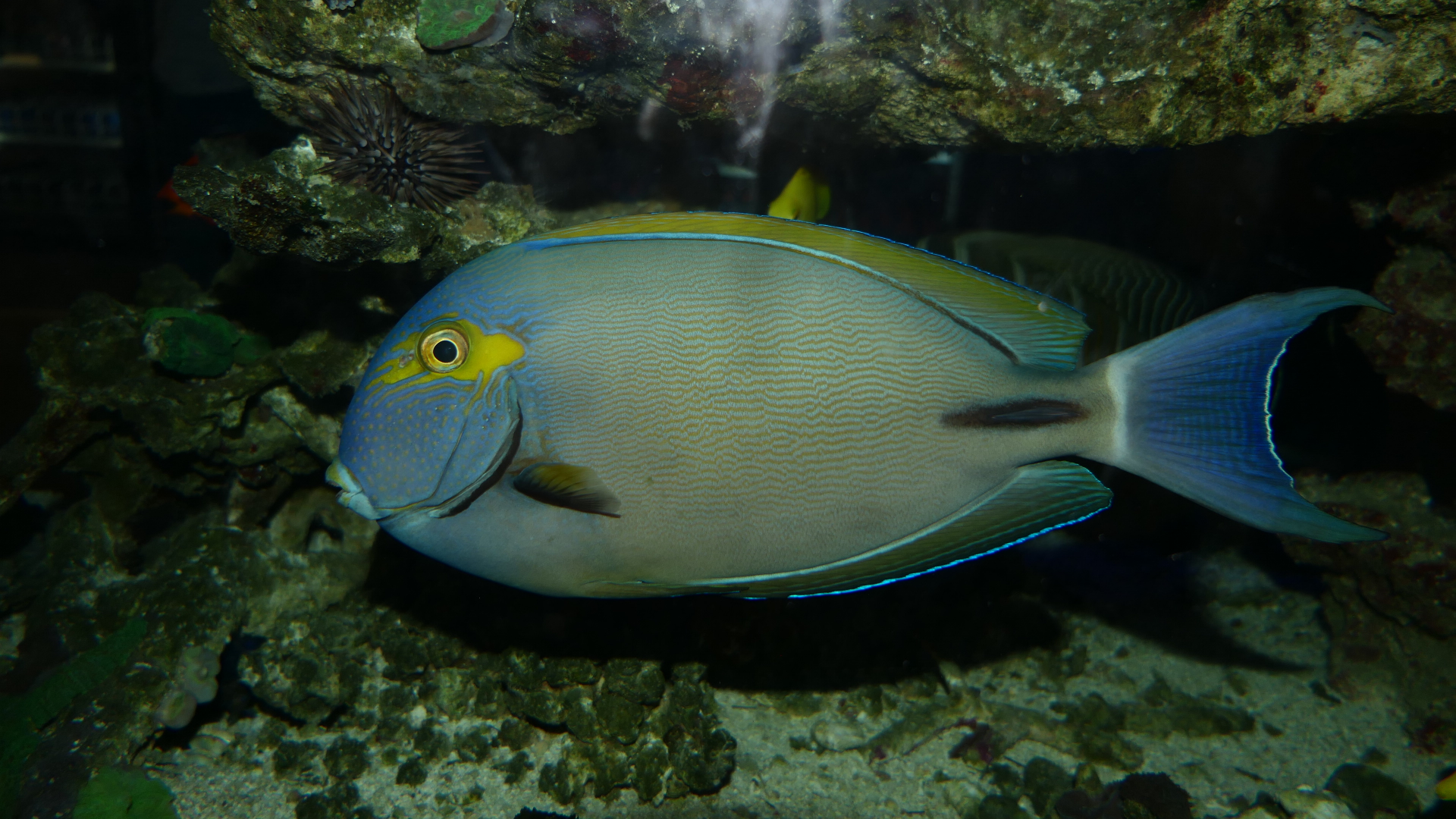 Inshore Surgeonfish (Acanthurus grammoptilus) - Cicerello's Aquarium, Fremantle