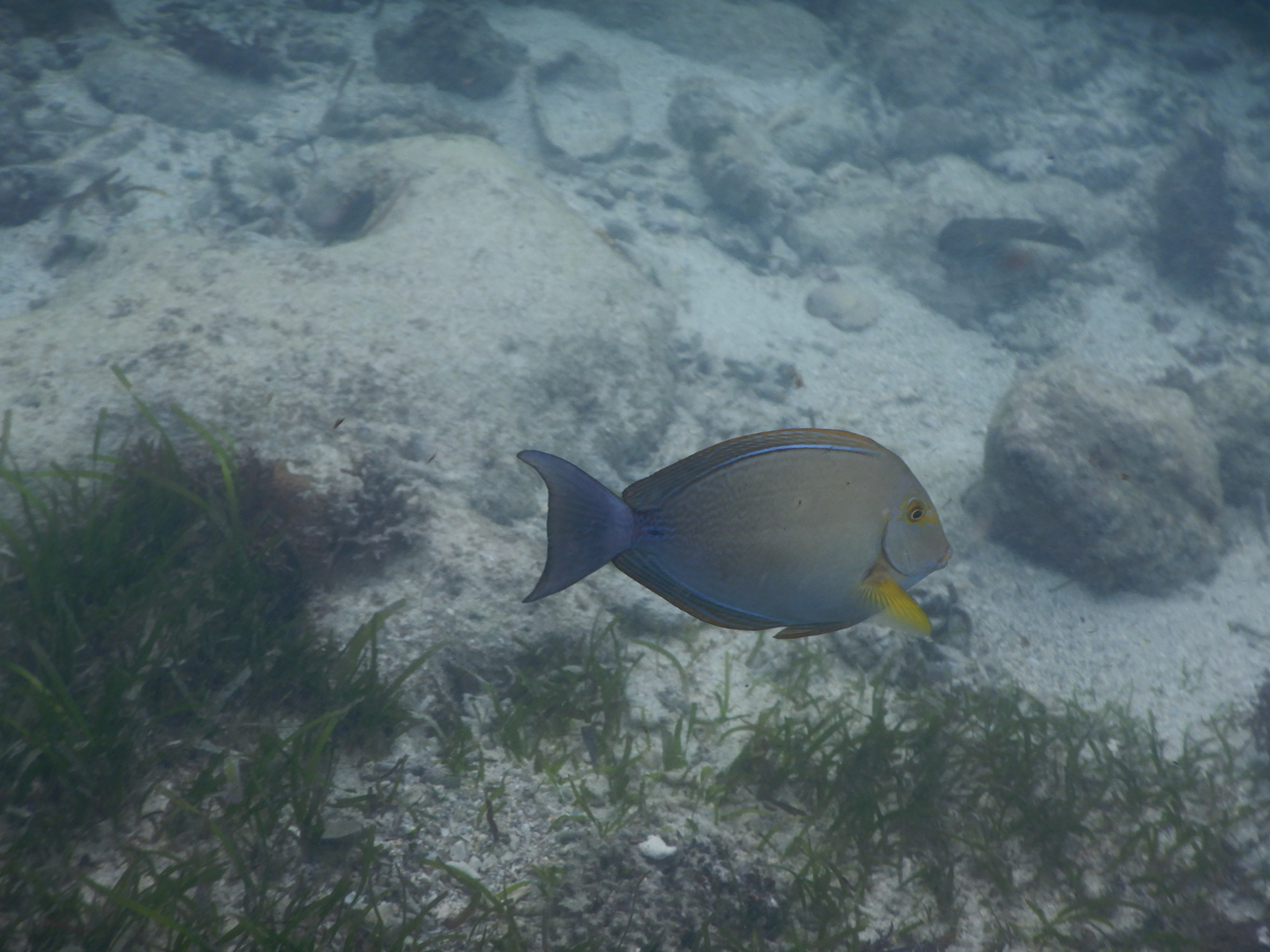 Inshore Surgeonfish (Acanthurus grammoptilus)