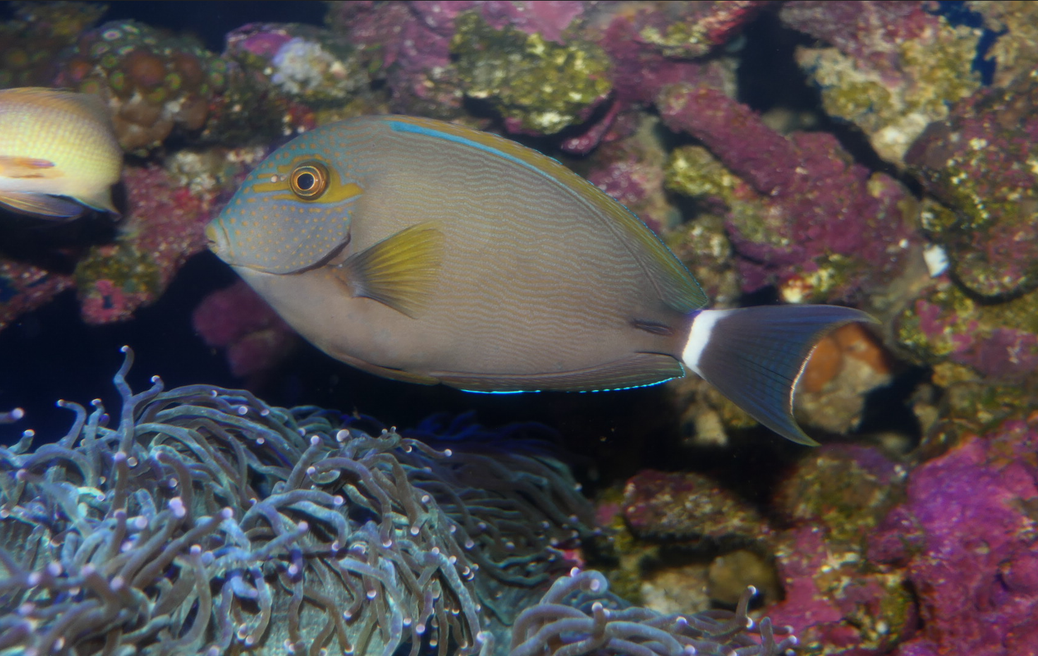 Inshore Surgeonfish (Acanthurus grammoptilus)