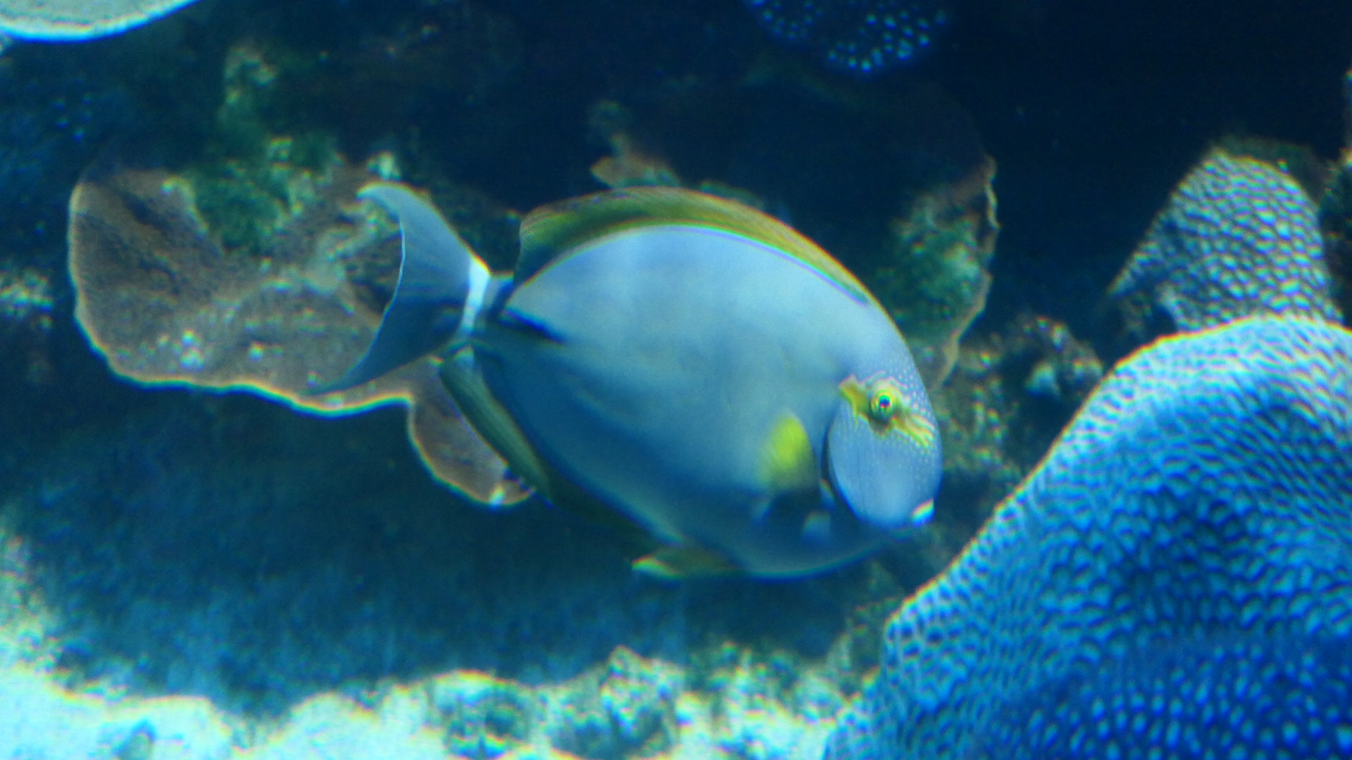 Inshore Surgeonfish (Acanthurus grammoptilus)